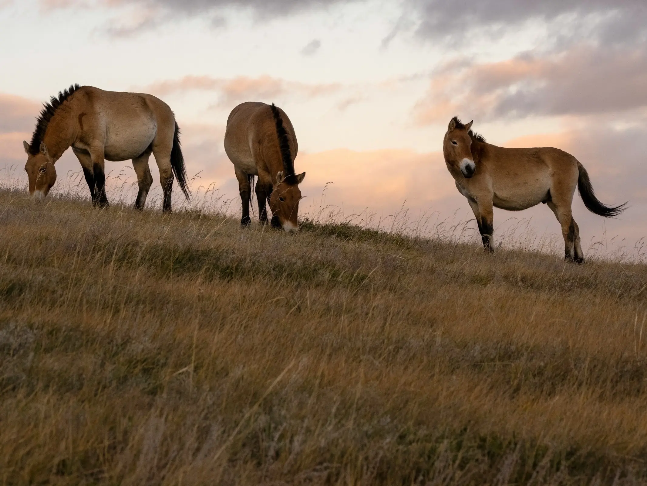 Przewalski's Horse