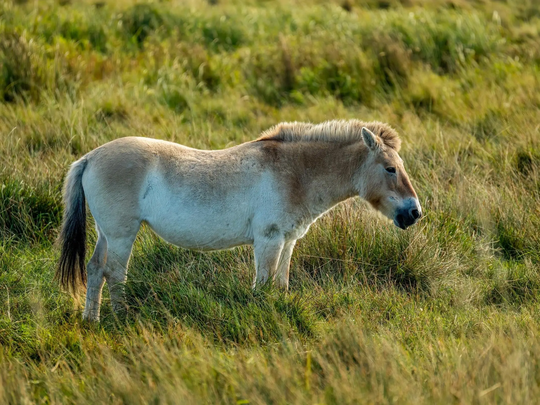 Przewalski's Horse