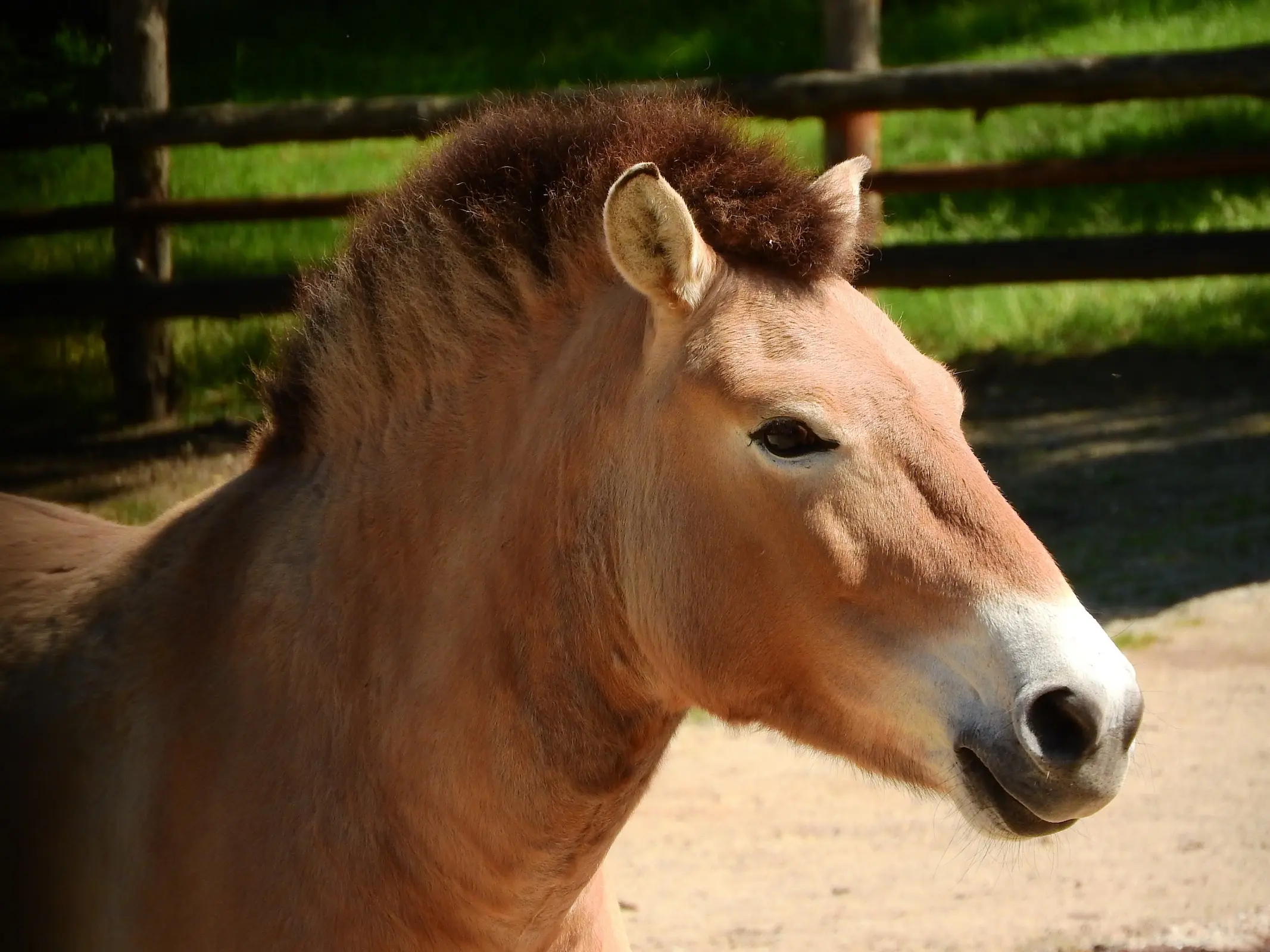 Przewalski's Horse