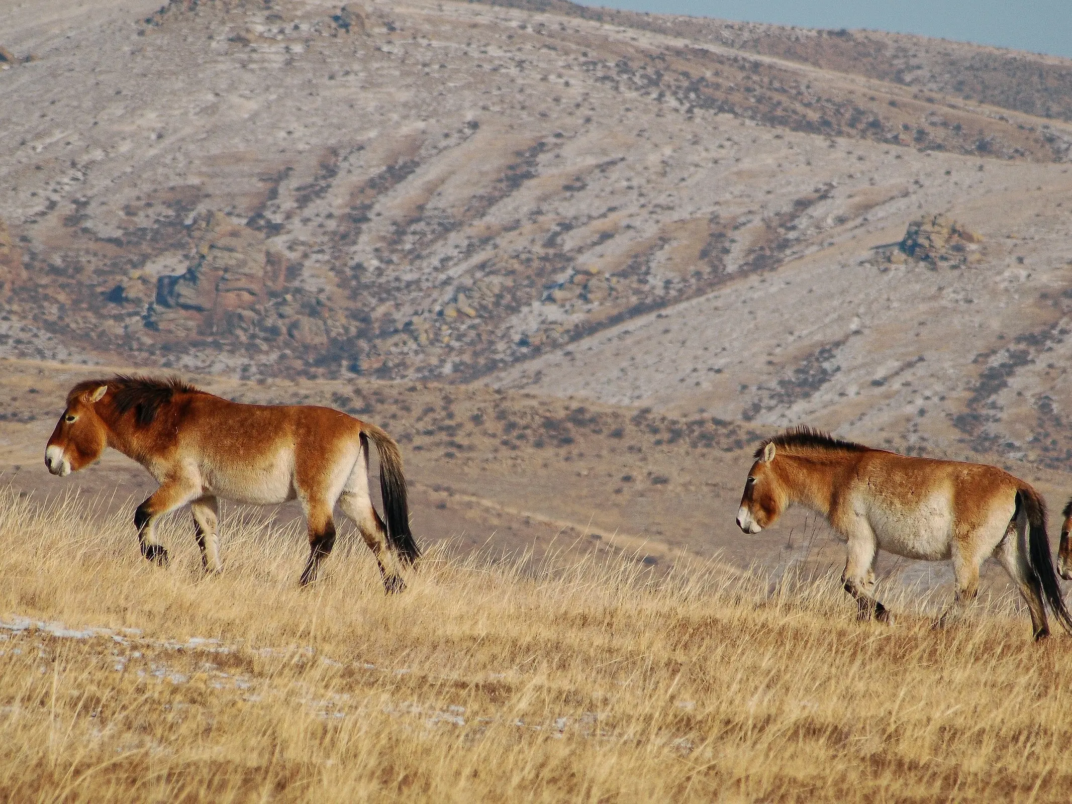 Przewalski's Horse