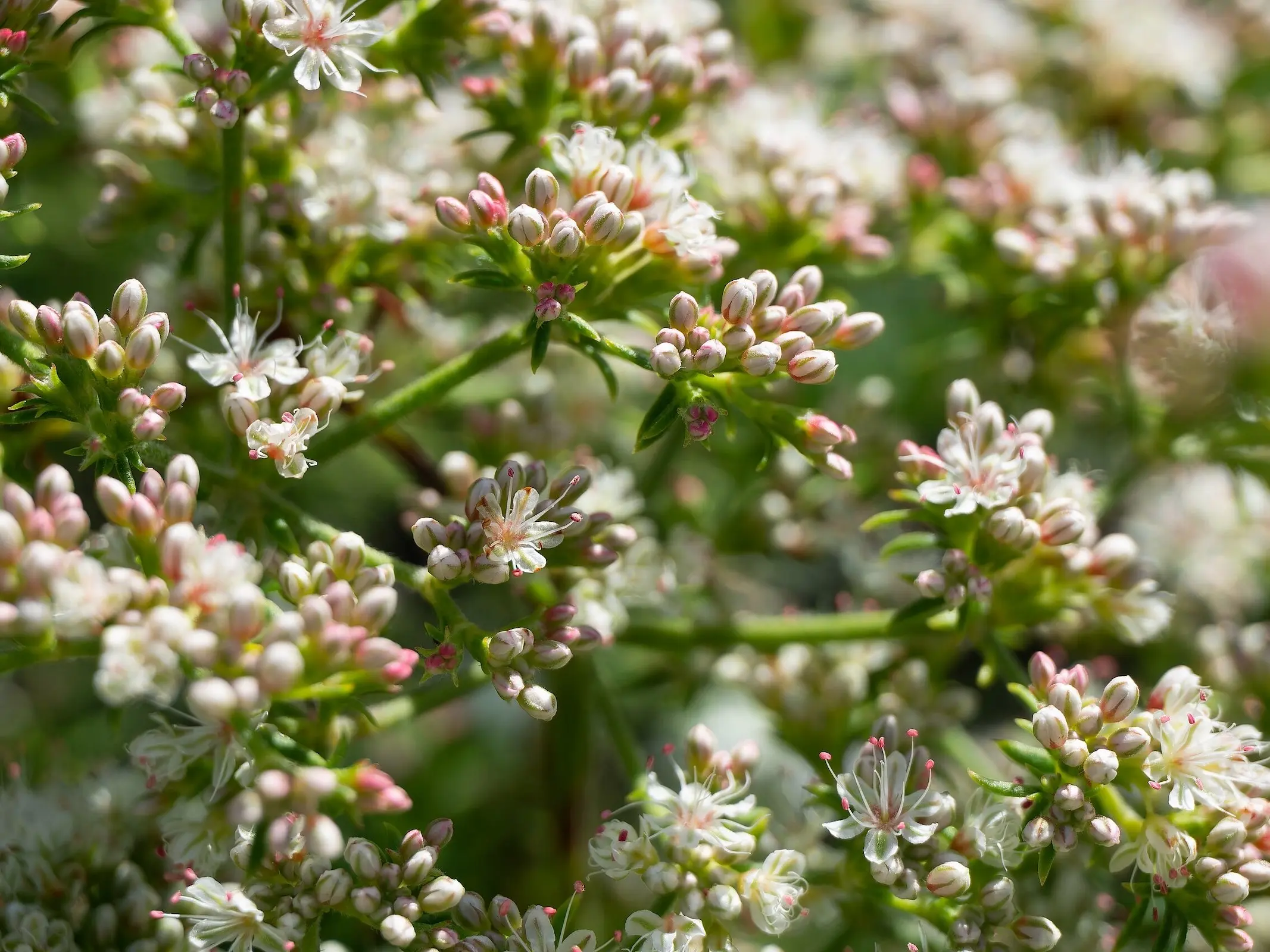 Buckwheat