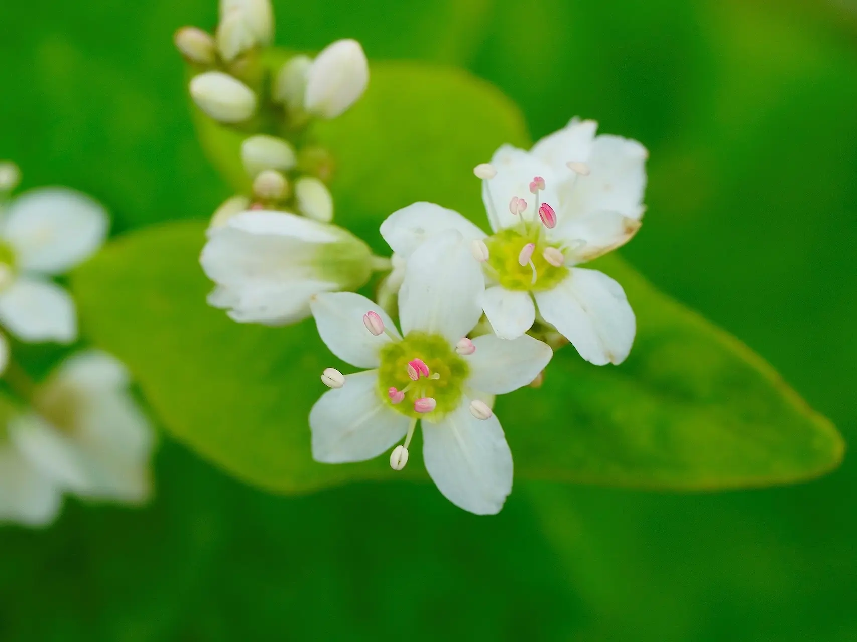 Buckwheat