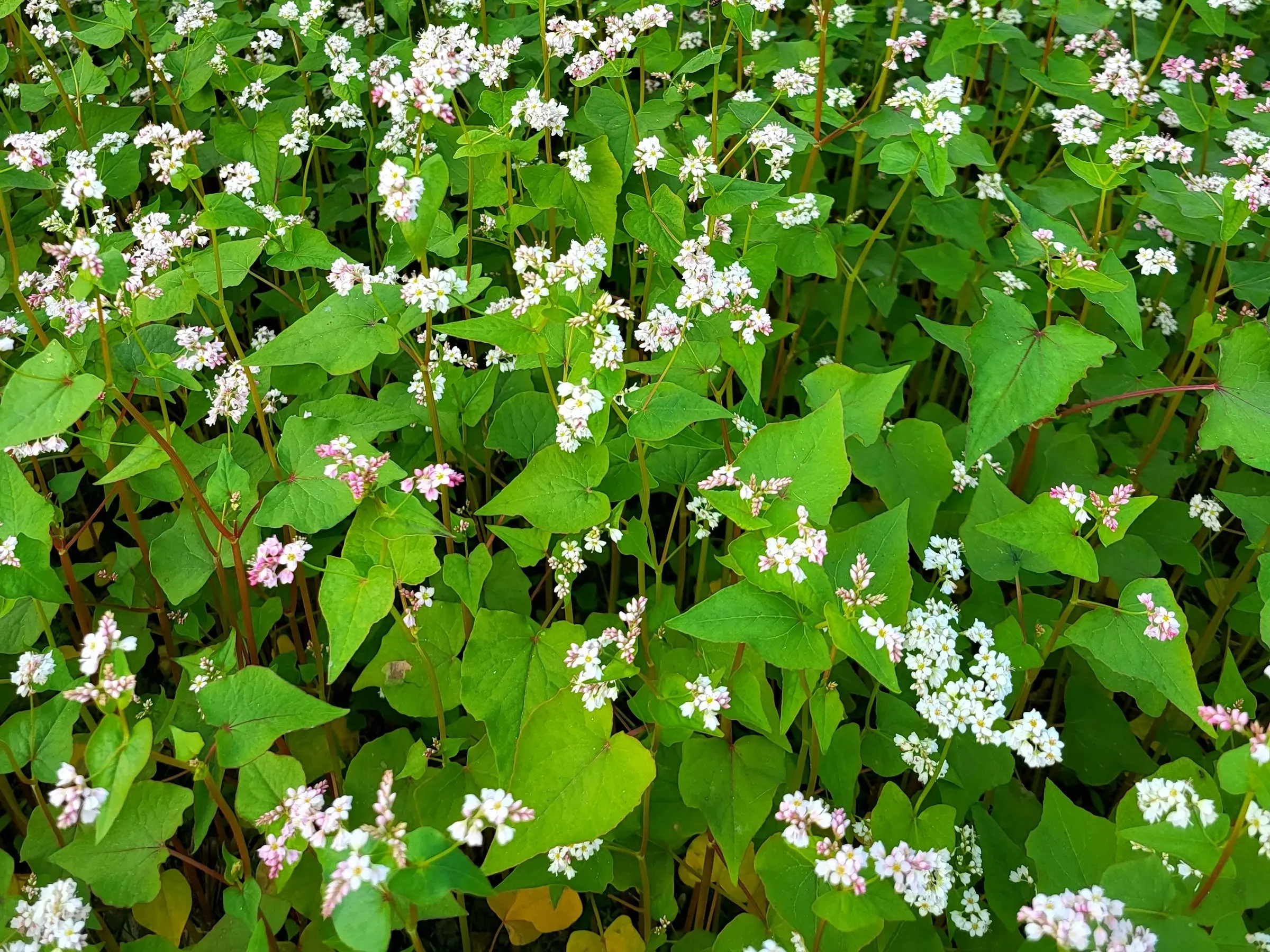 Buckwheat