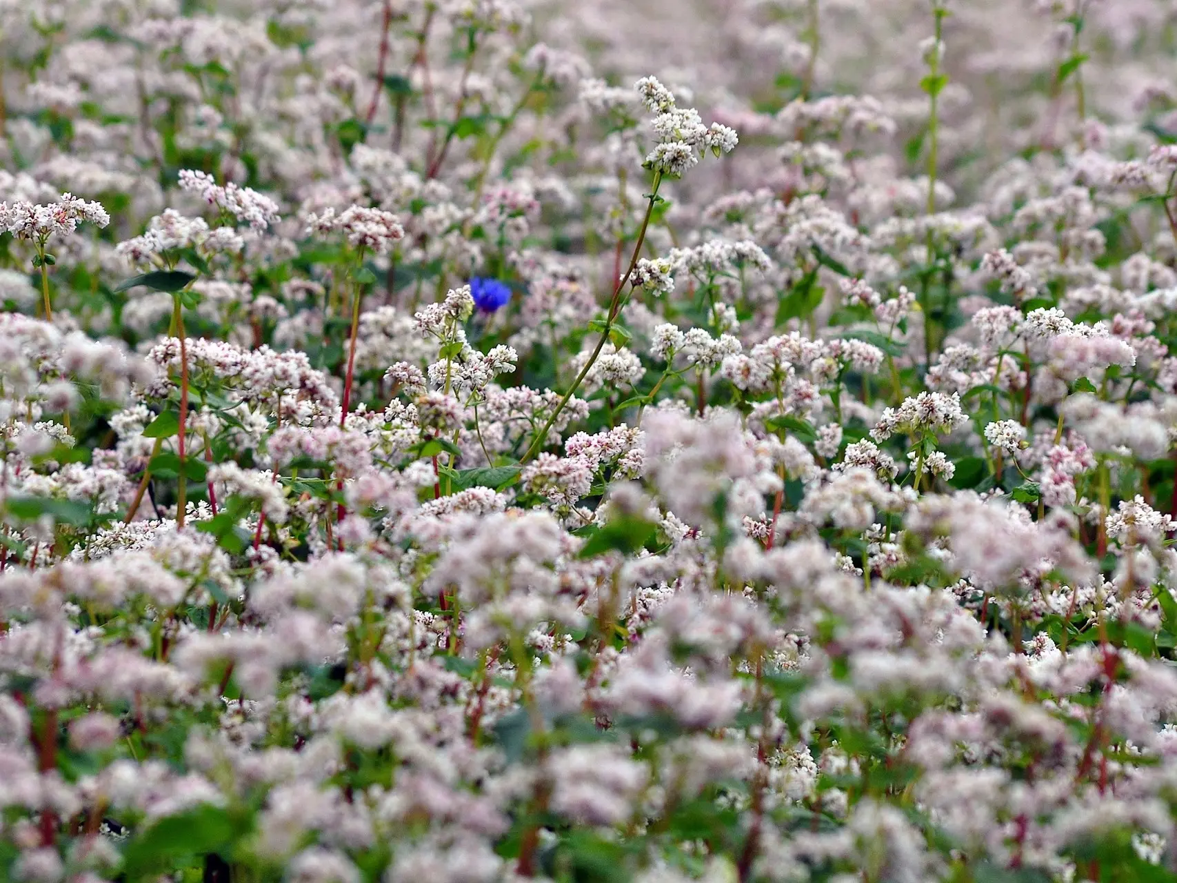 Buckwheat