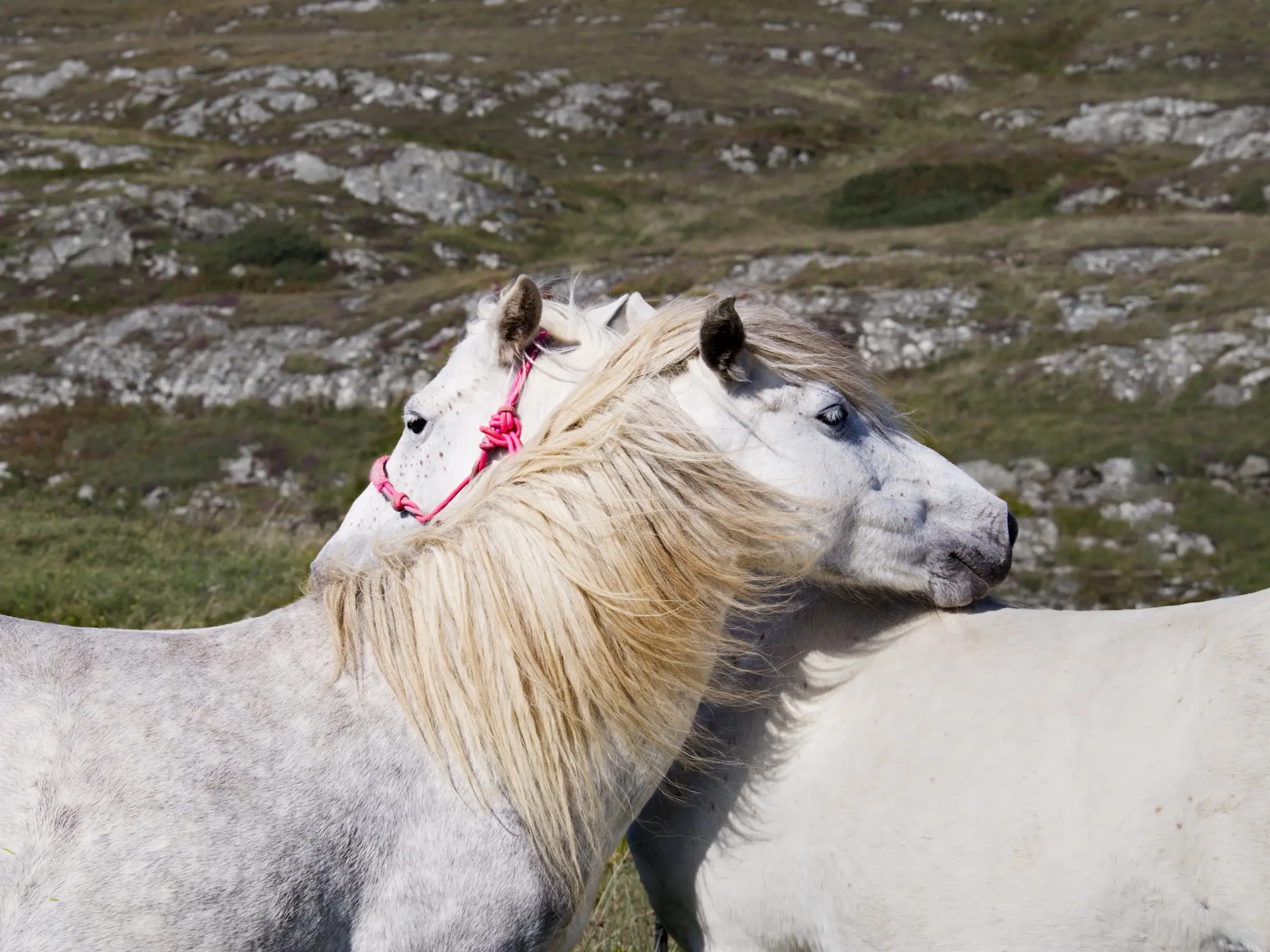 Eriskay Pony