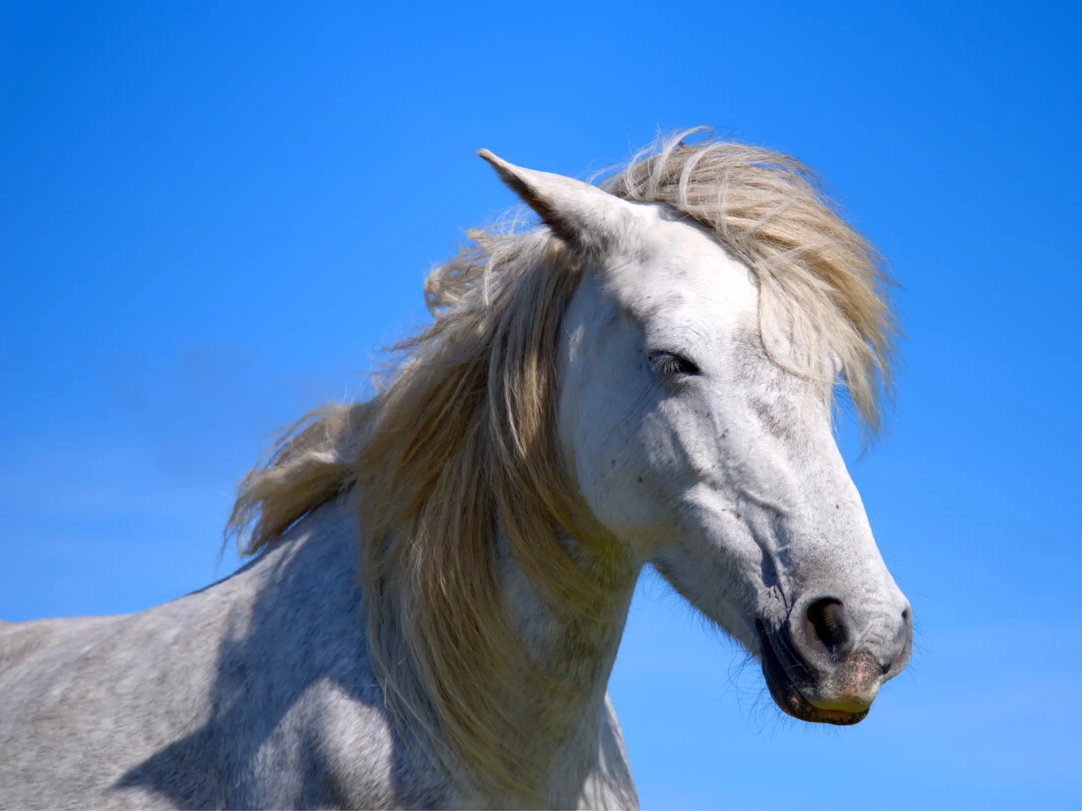 Eriskay Pony