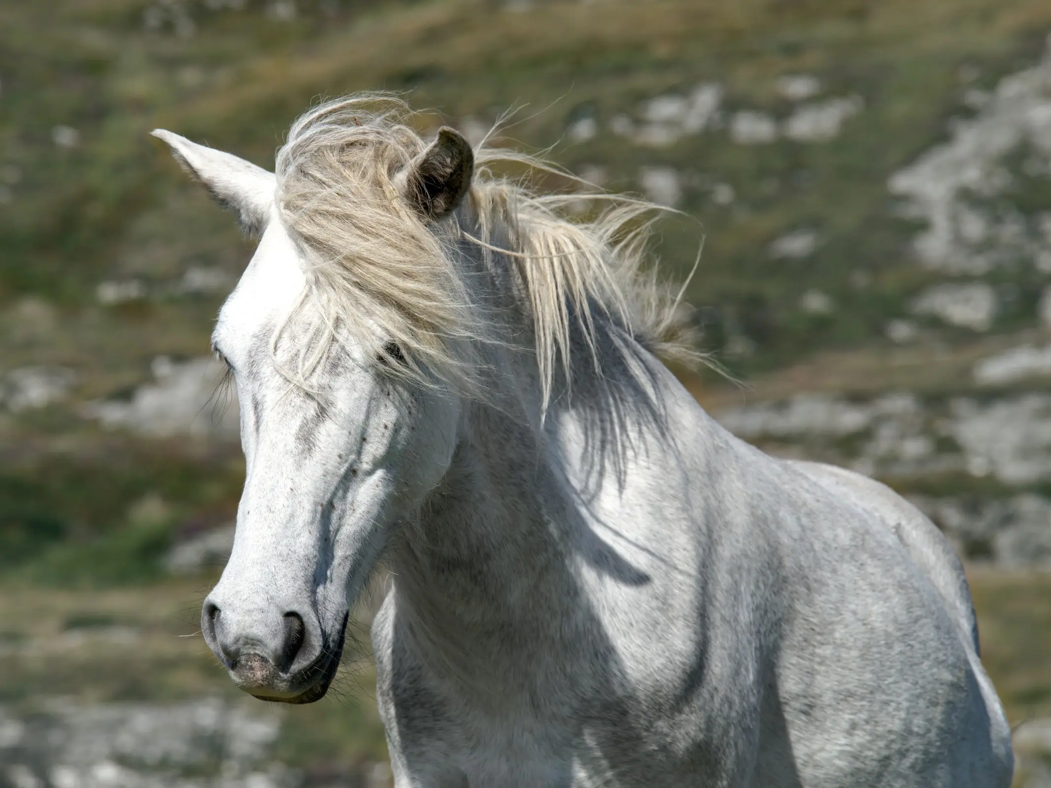 Eriskay Pony