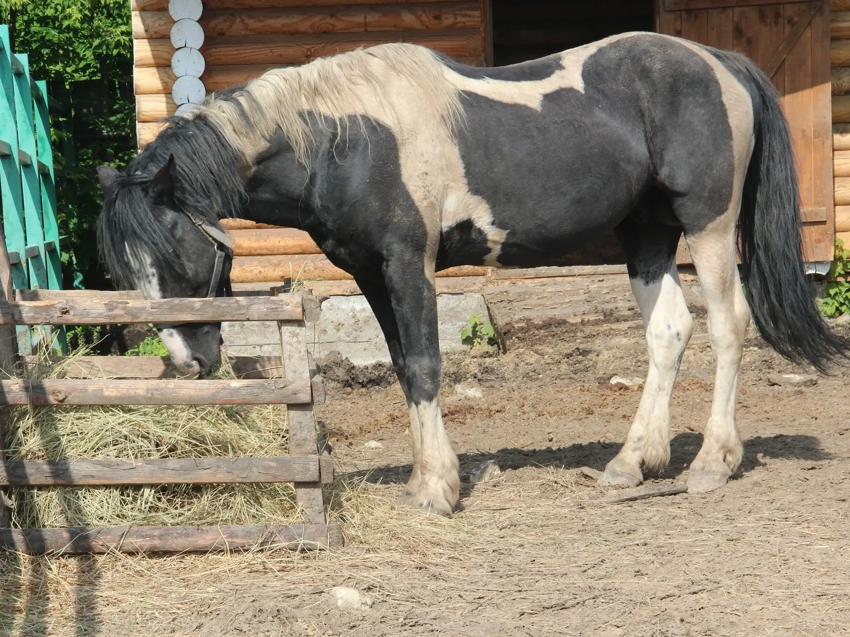 Horse with ermine face markings