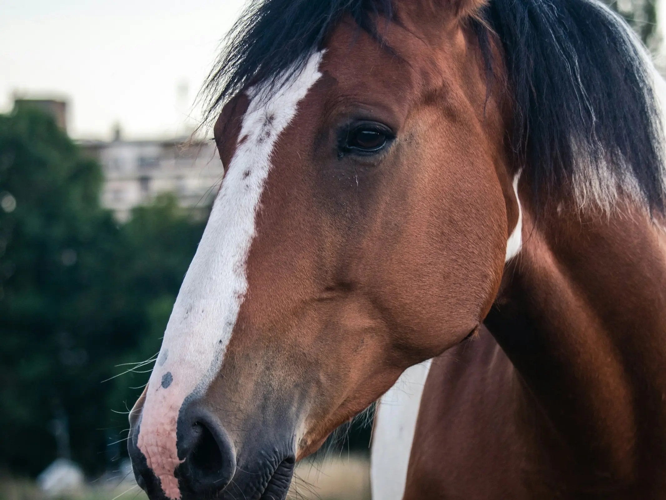 Horse with a ermine spots