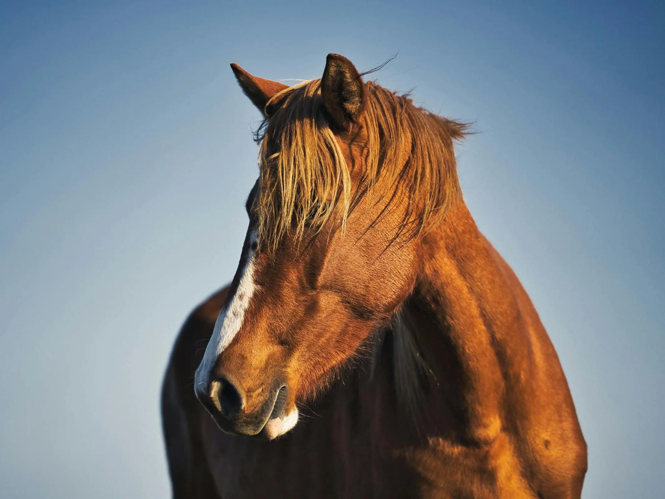 Horse with ermine face markings