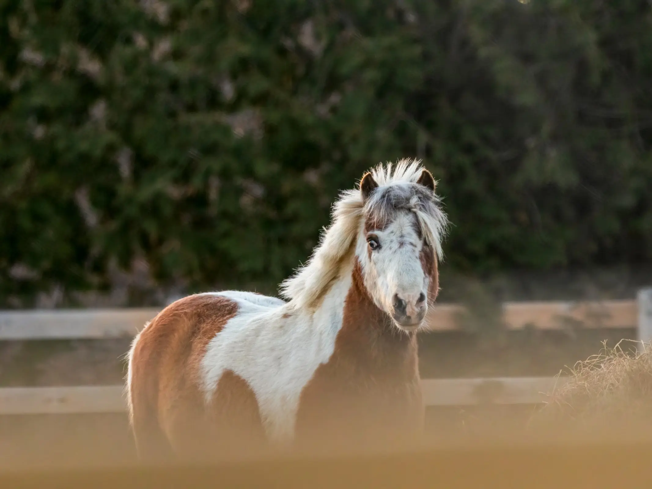 Horse with ermine face markings