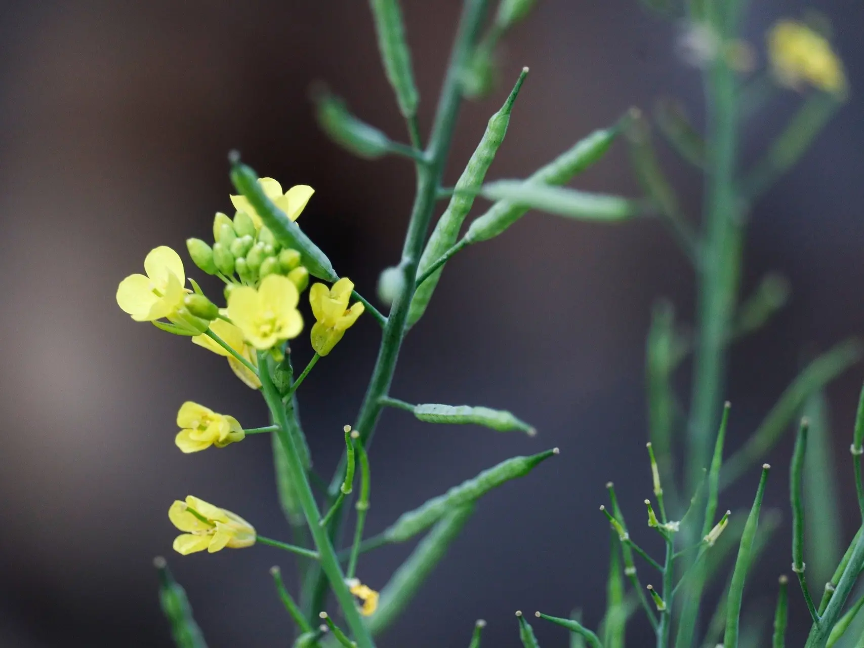 Wormseed Mustard