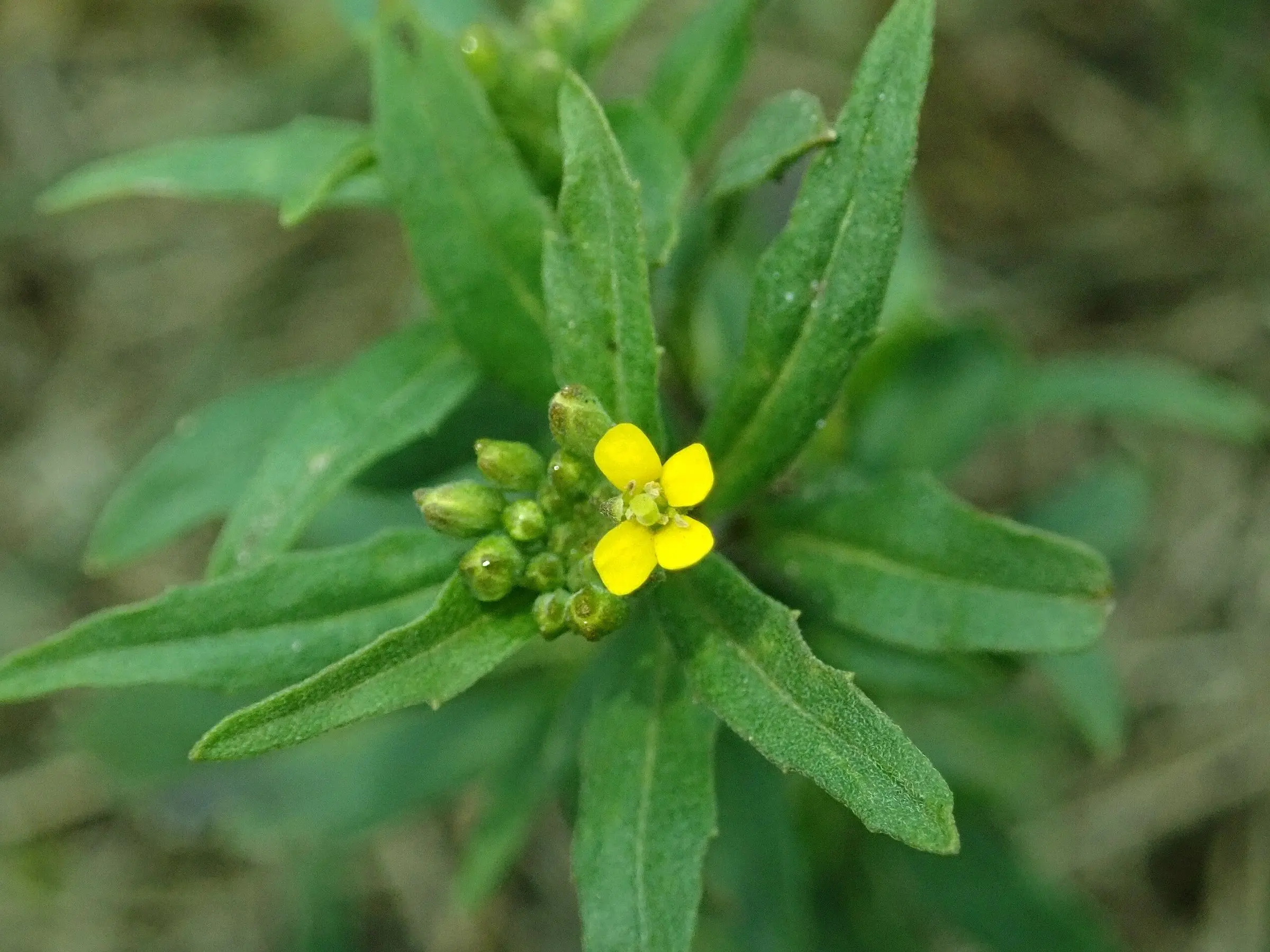 Wormseed Mustard