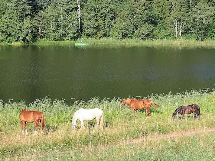 Estonian Native Horse 