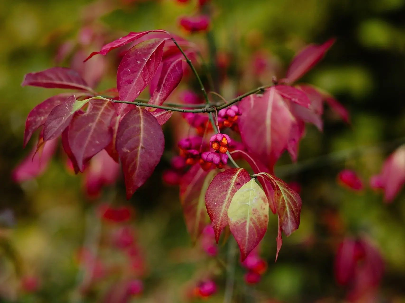 Spindle Tree