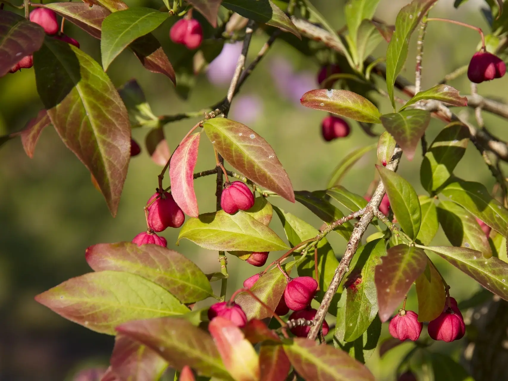 Burning Bush