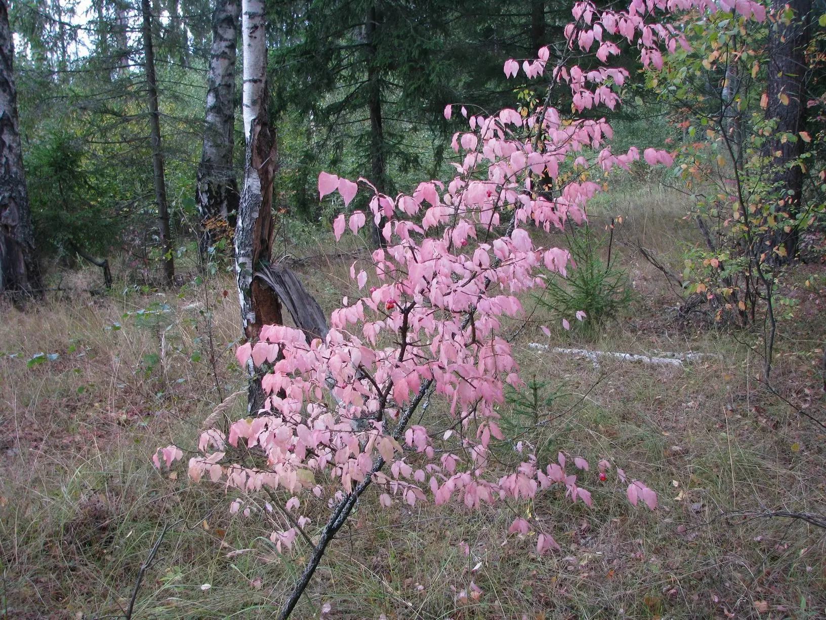 Burning Bush