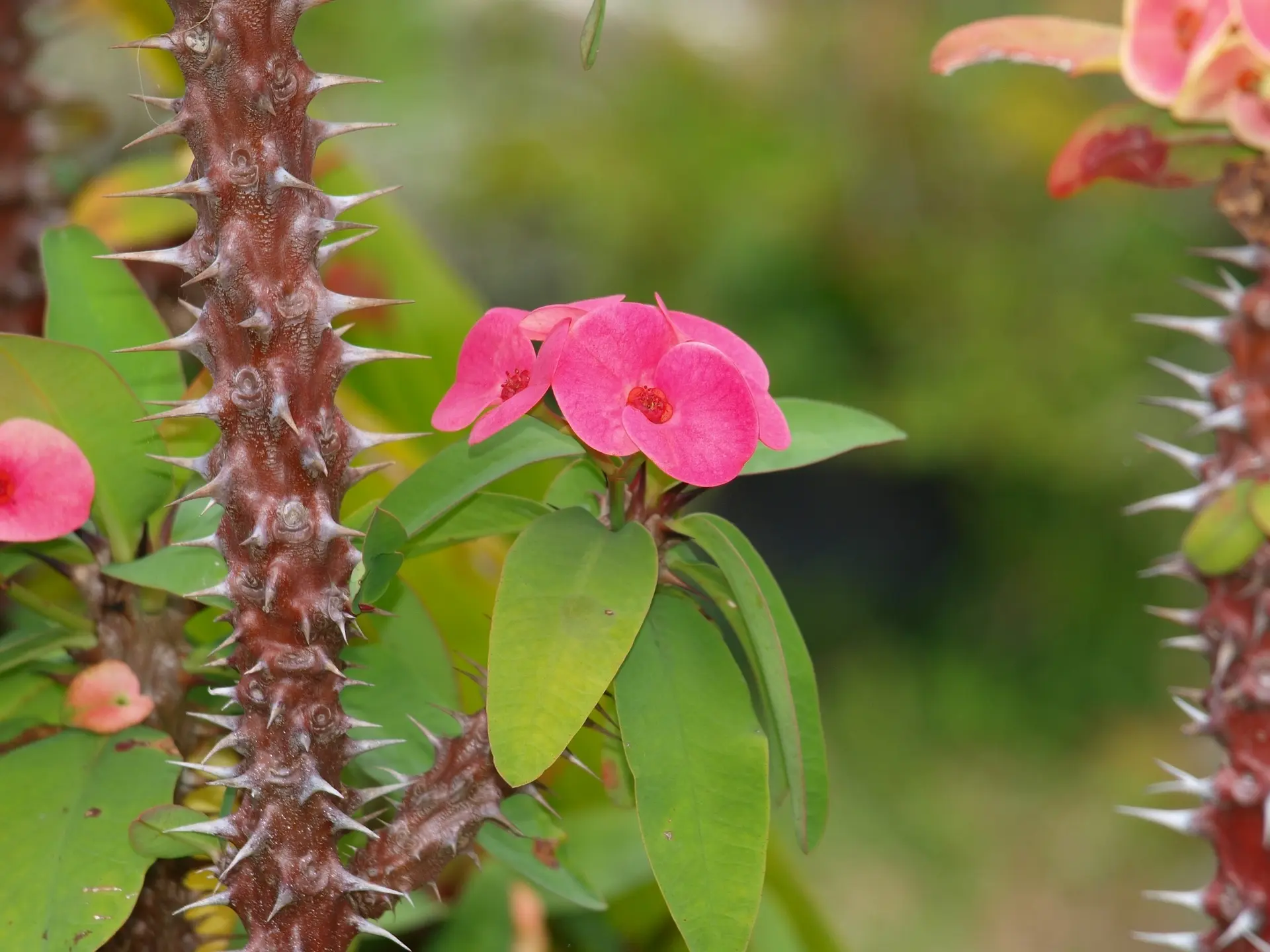 Crown of Thorns