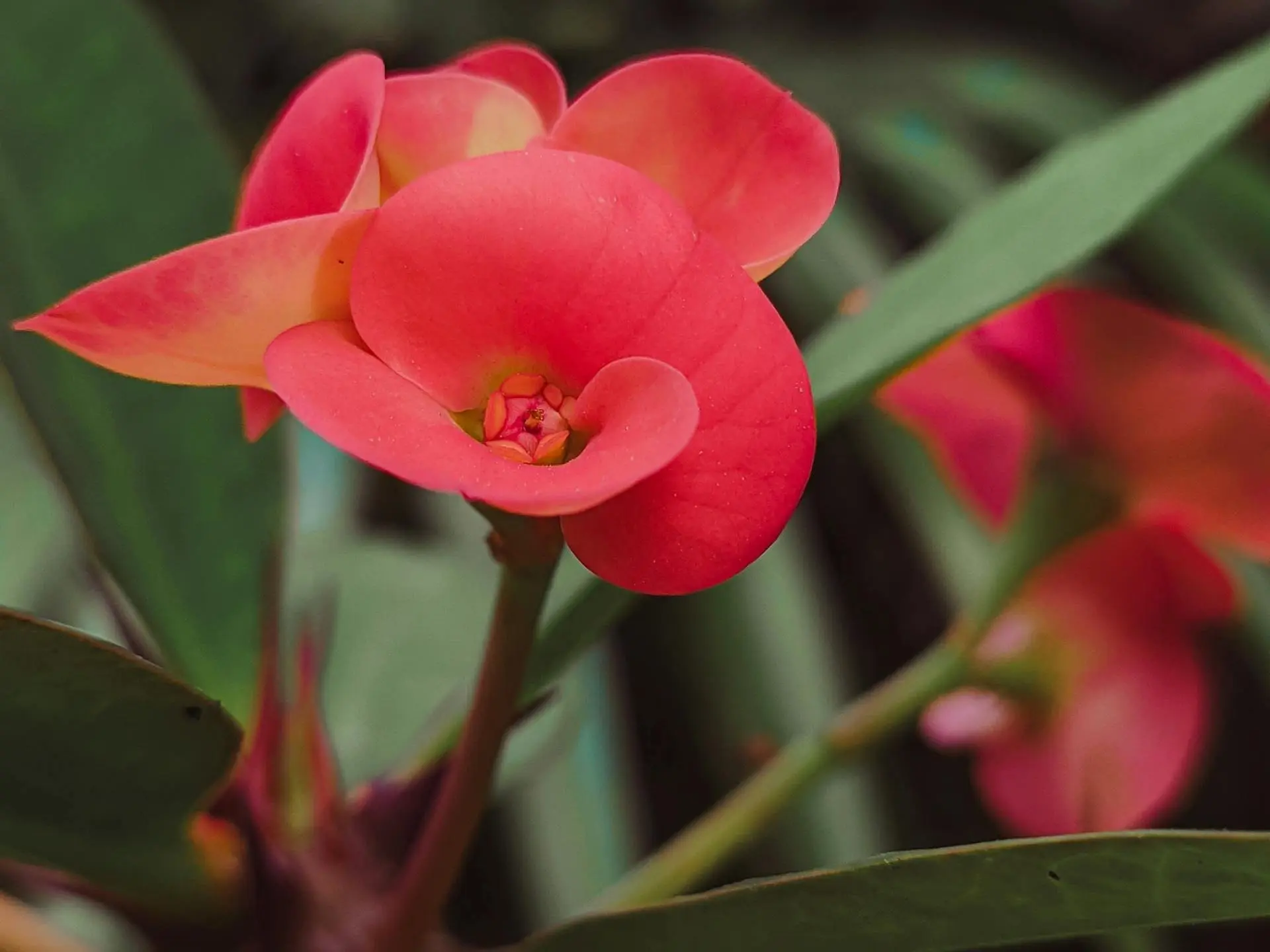 Crown of Thorns