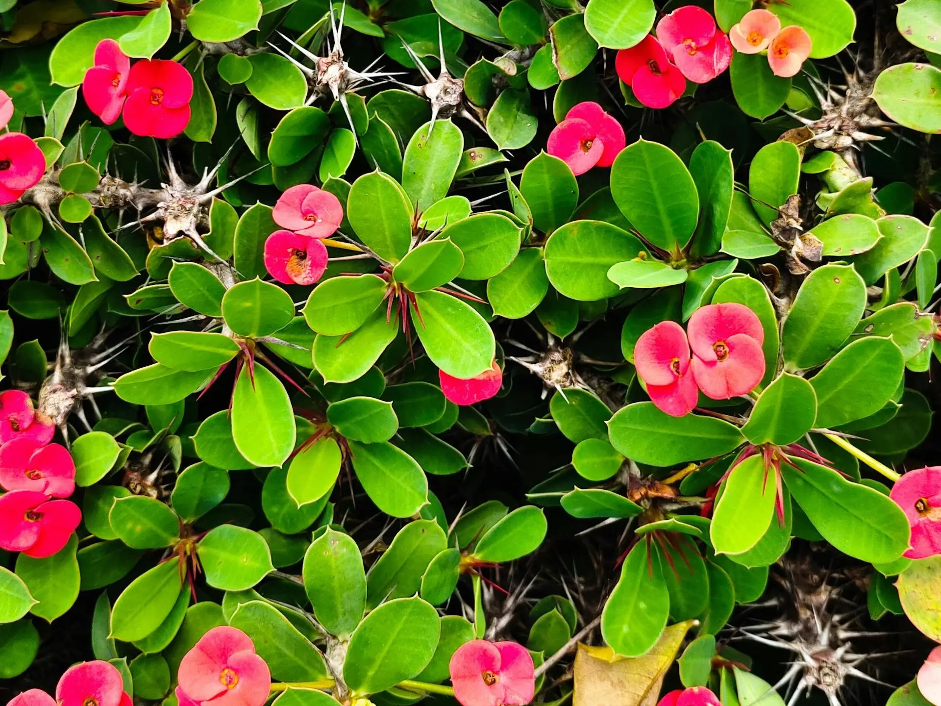 Crown of Thorns