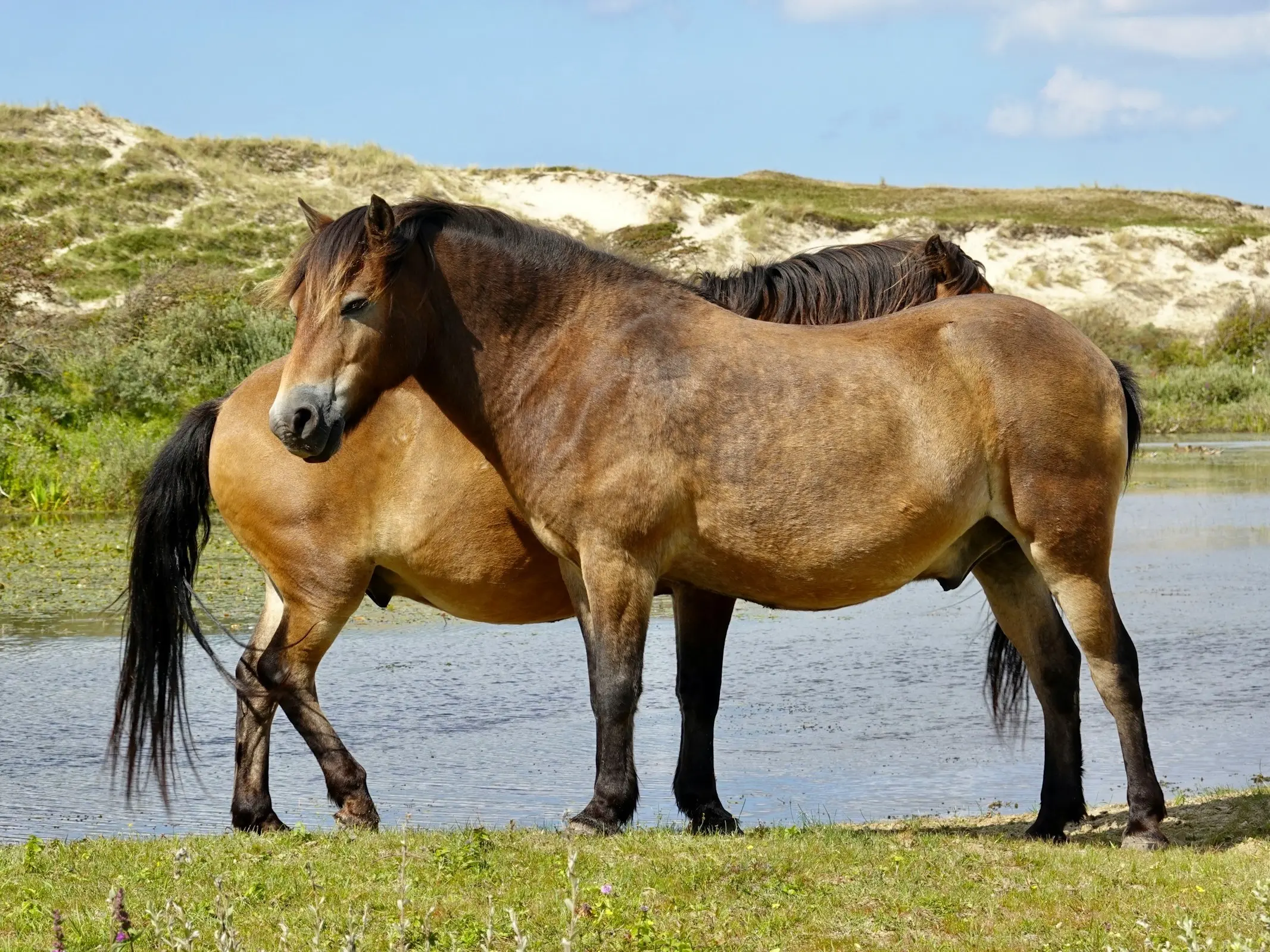 Exmoor Pony