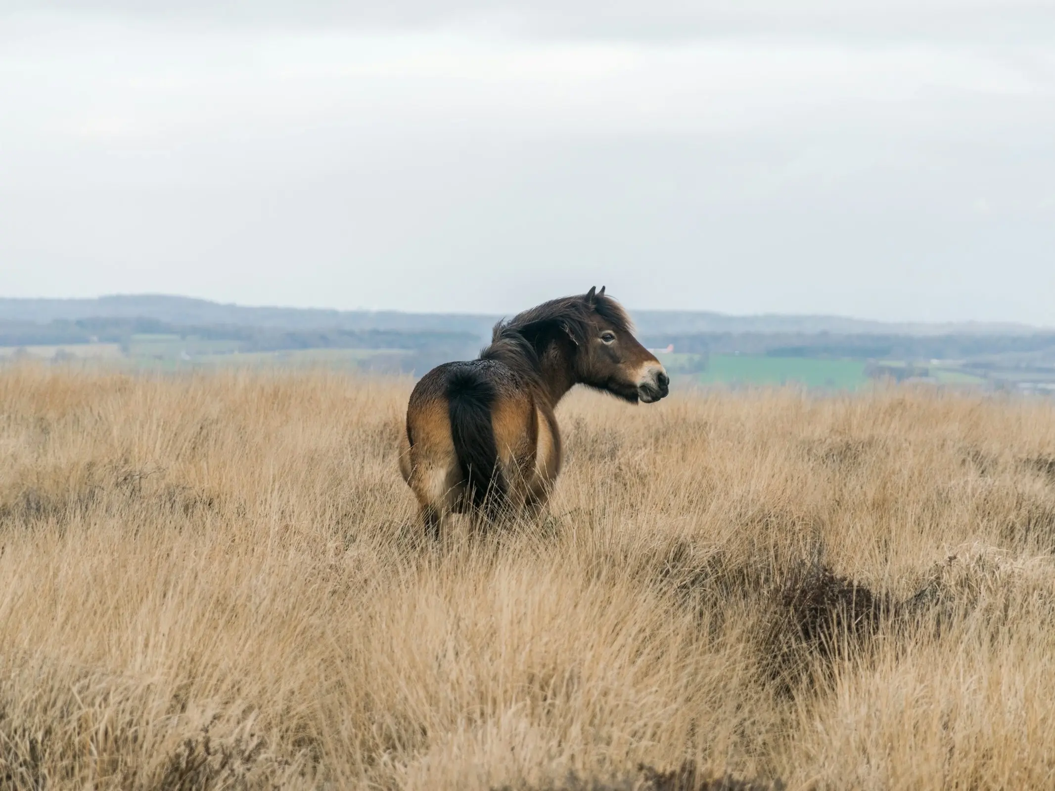 Exmoor Pony