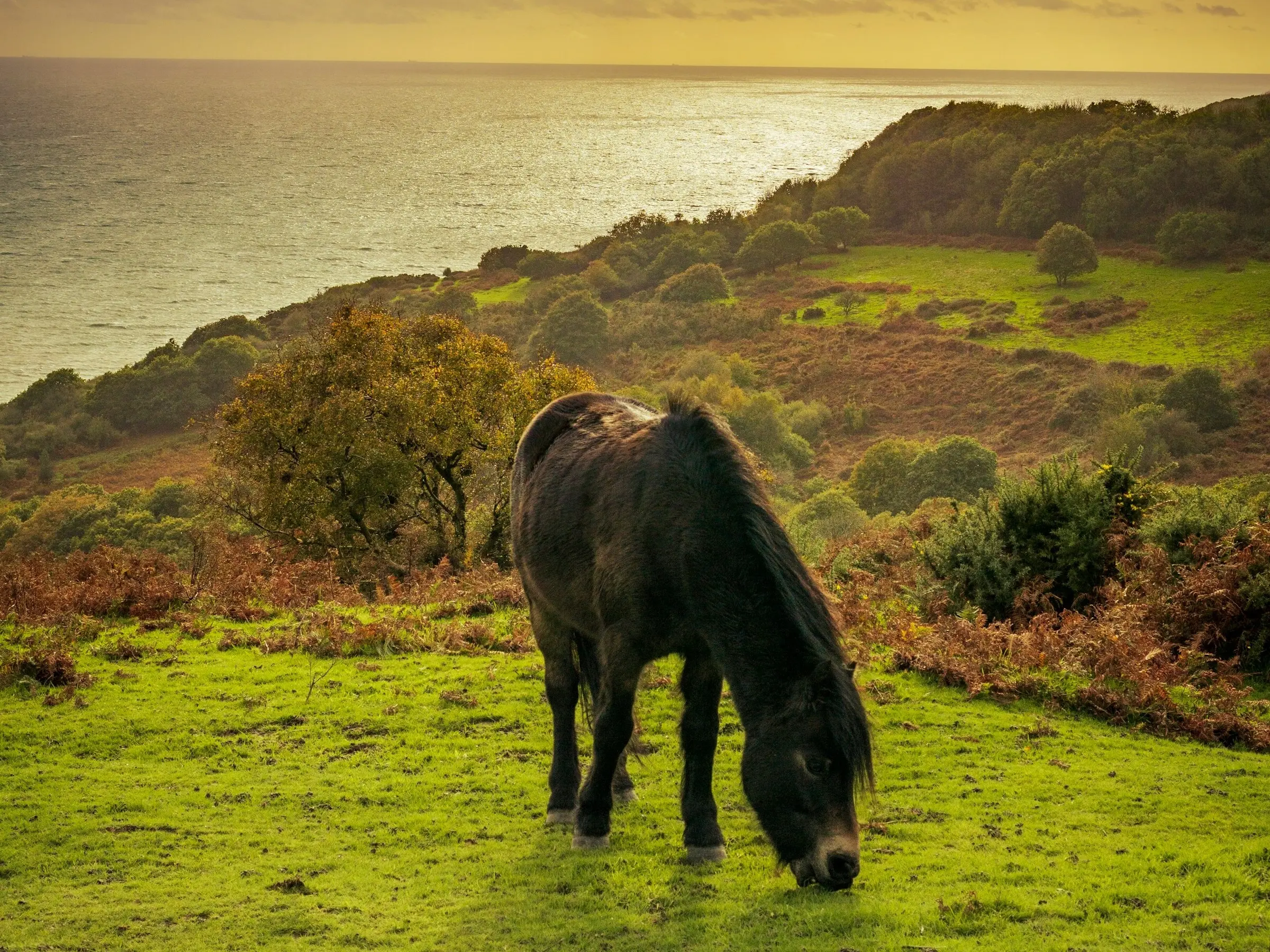 Exmoor Pony