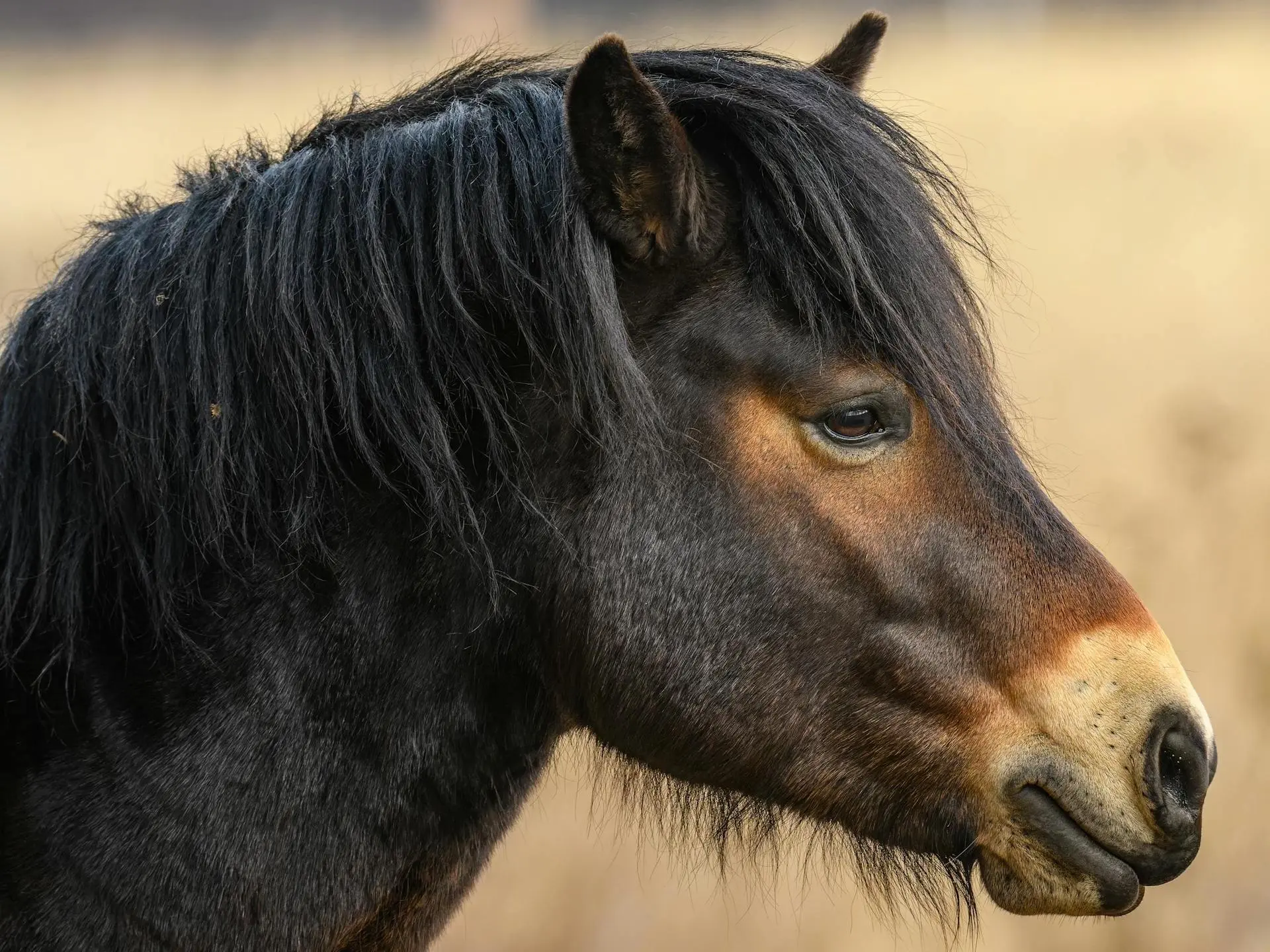 Exmoor Pony