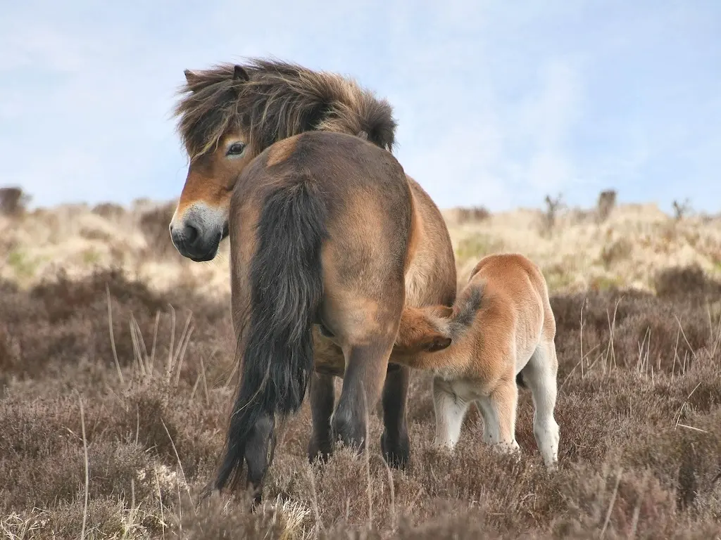 Exmoor Pony