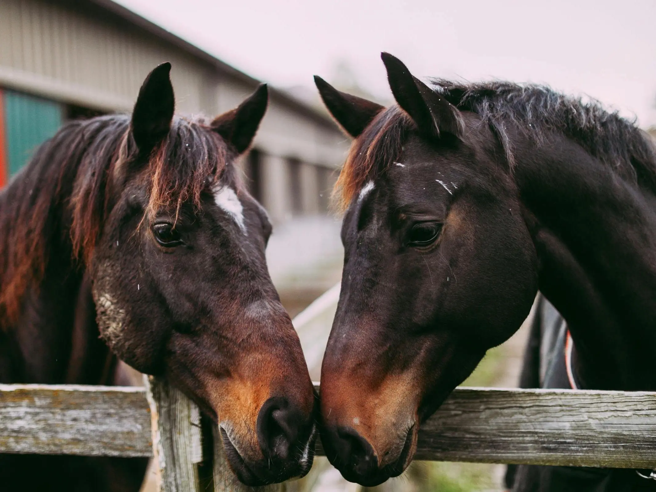 Horse with brindle patterns