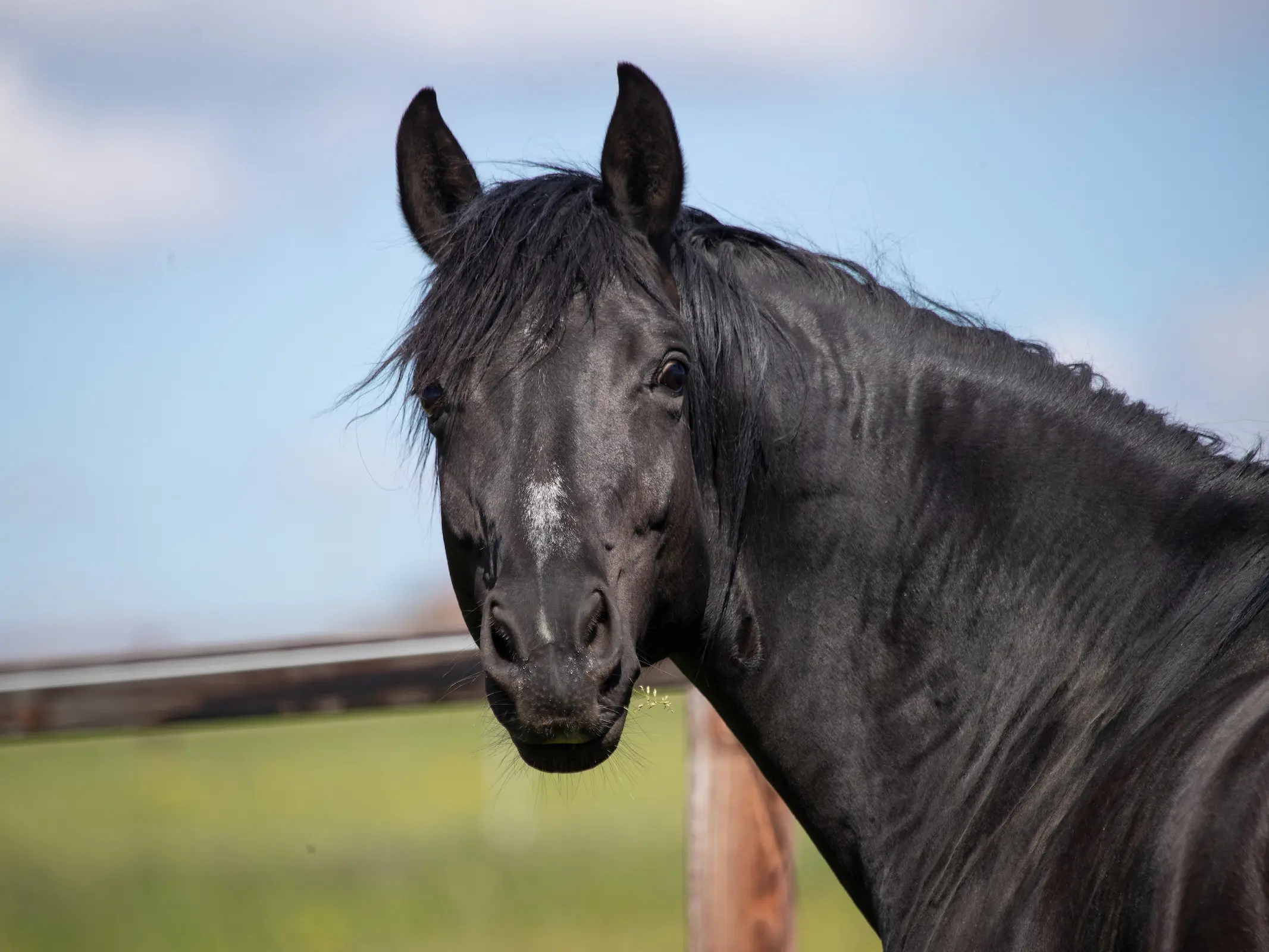 Face Markings