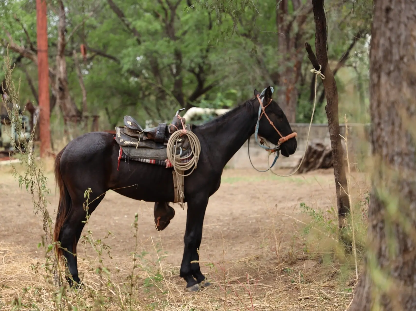 fading black horse