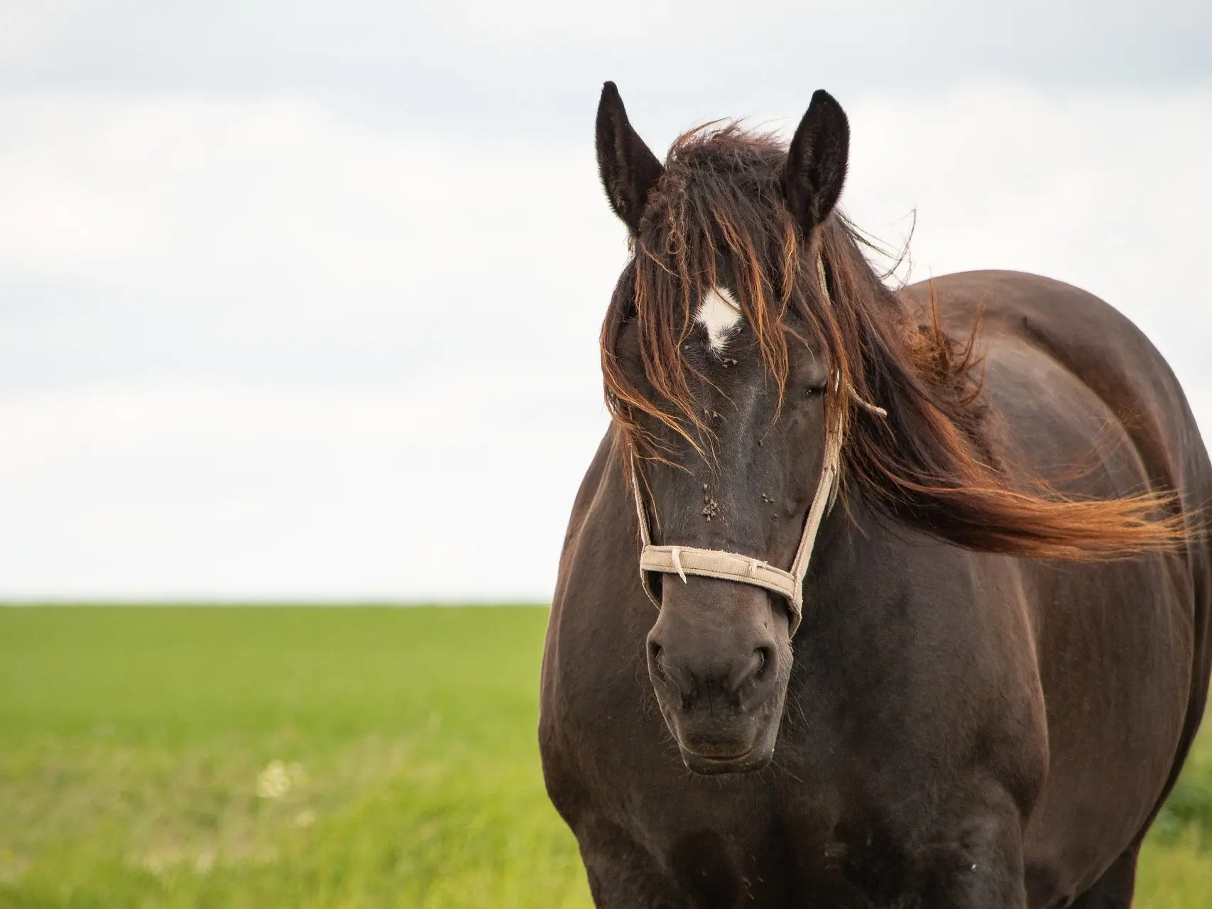 fading black horse