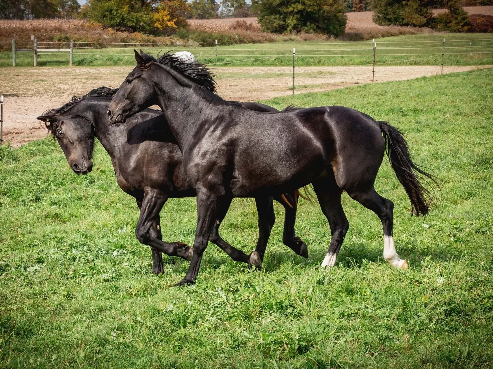 fading black horse