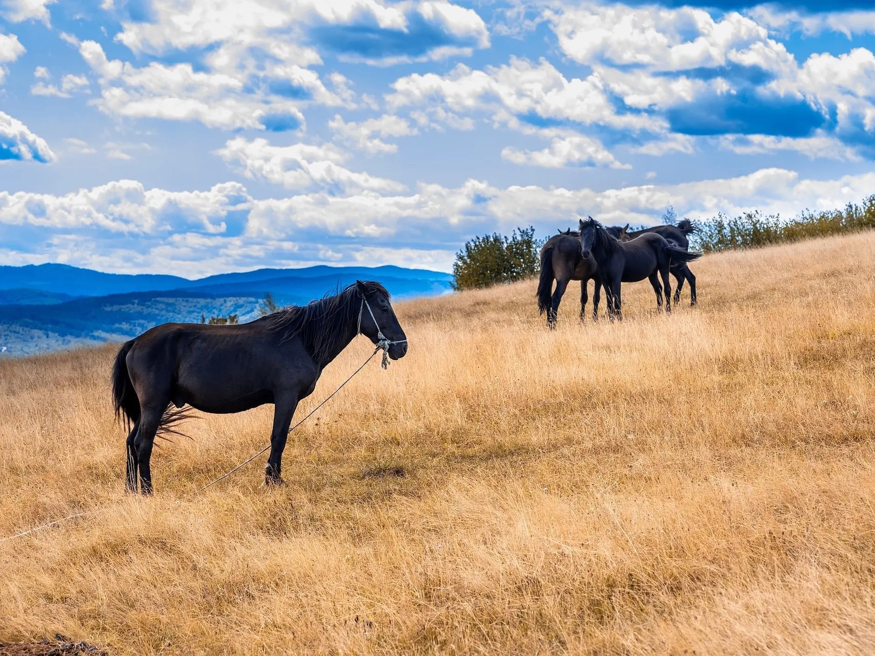 fading black horse