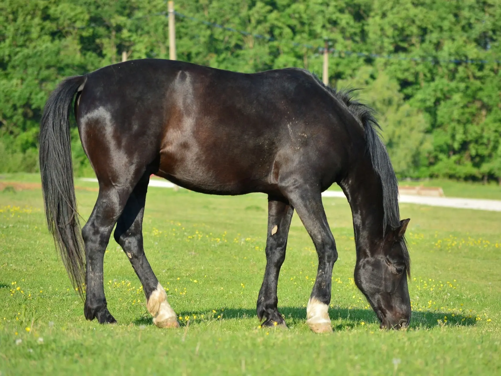 fading black horse