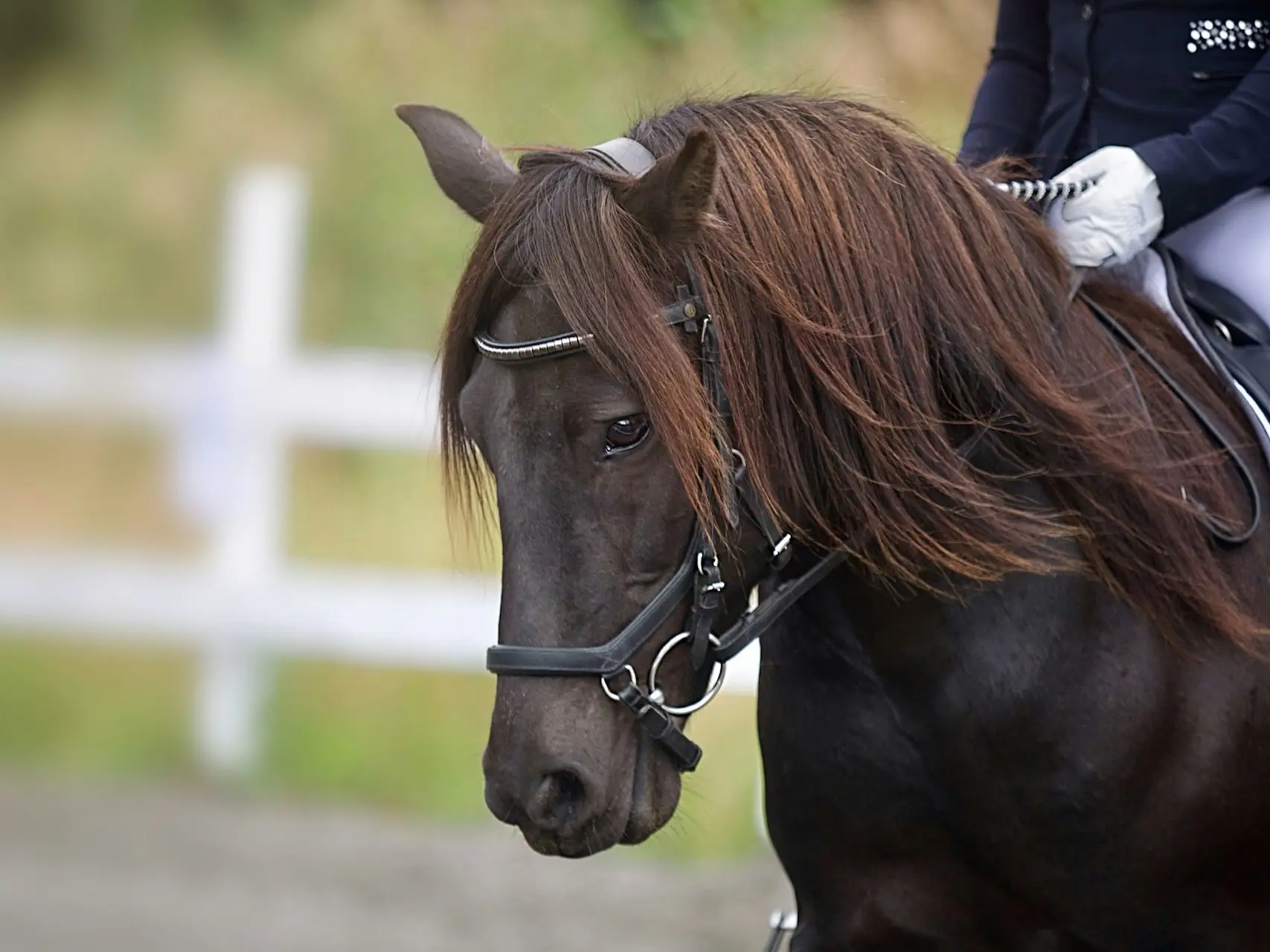 fading black horse