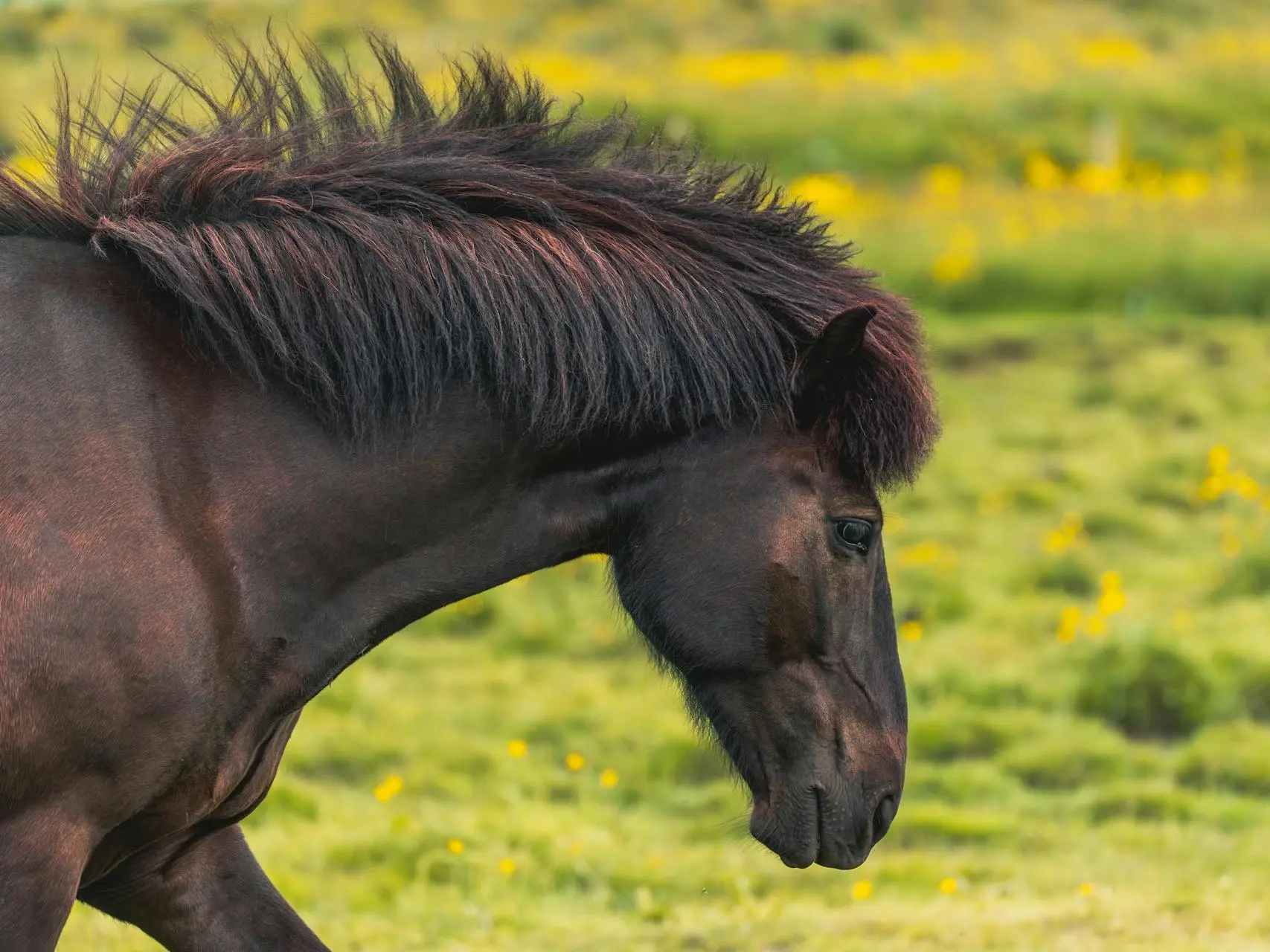 fading black horse