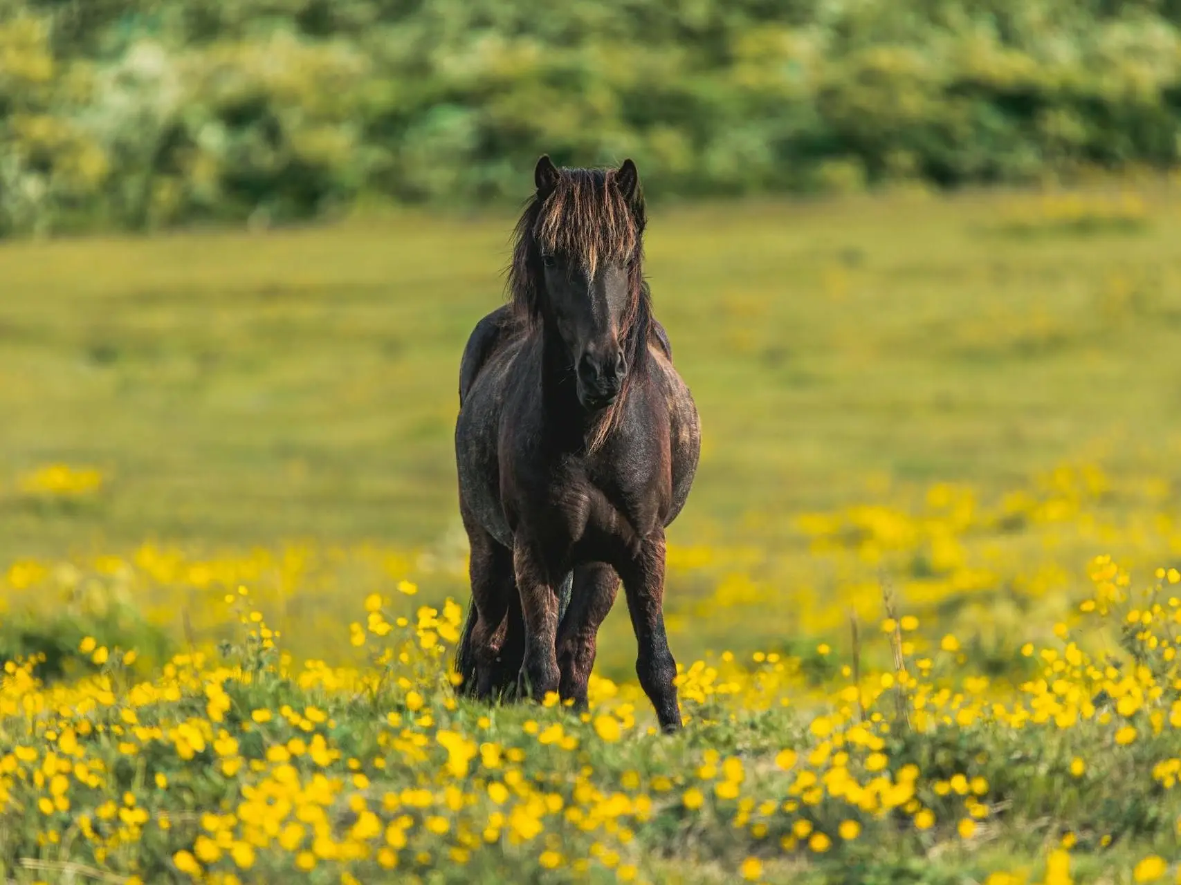 fading black horse