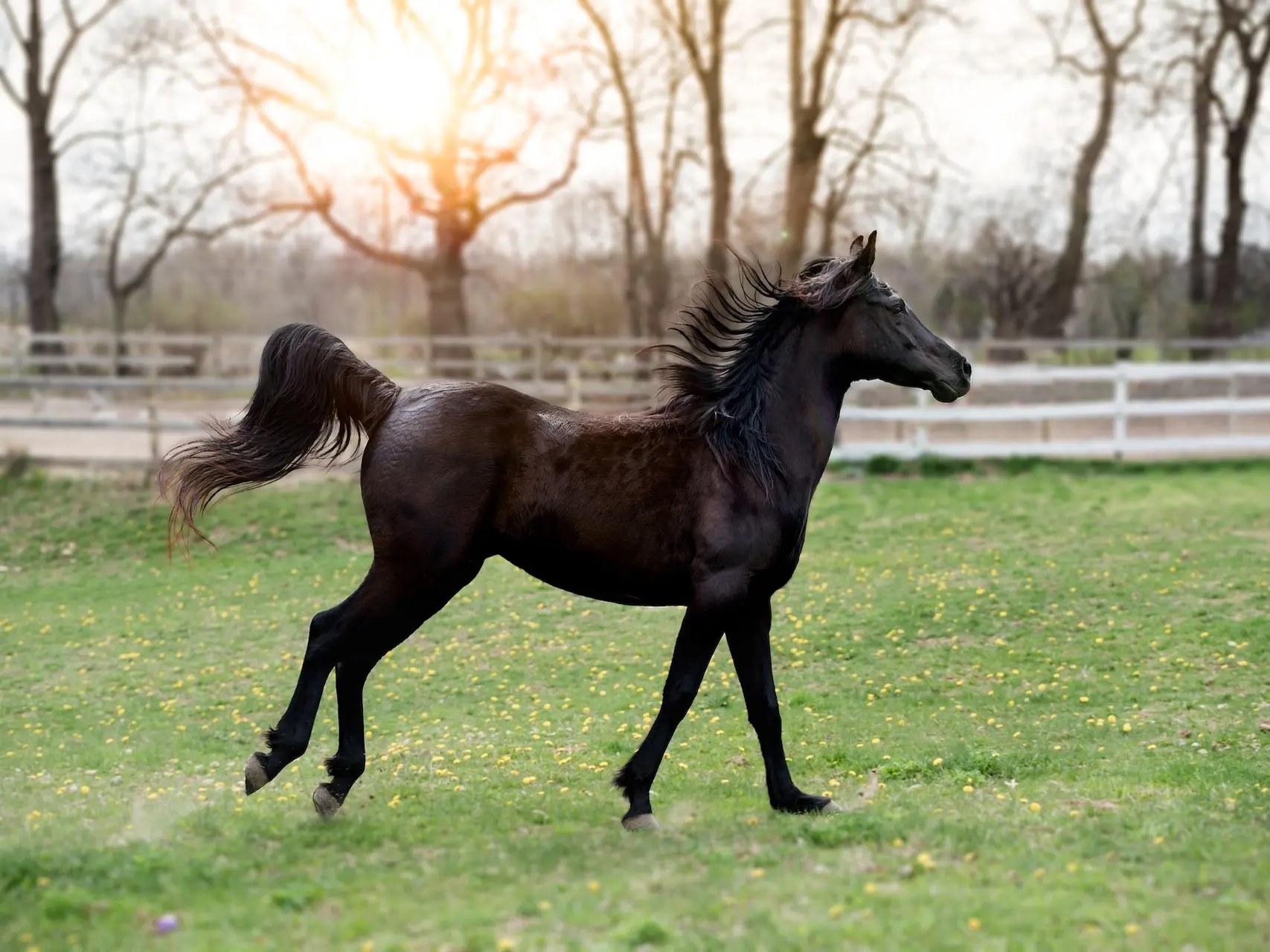 fading black horse