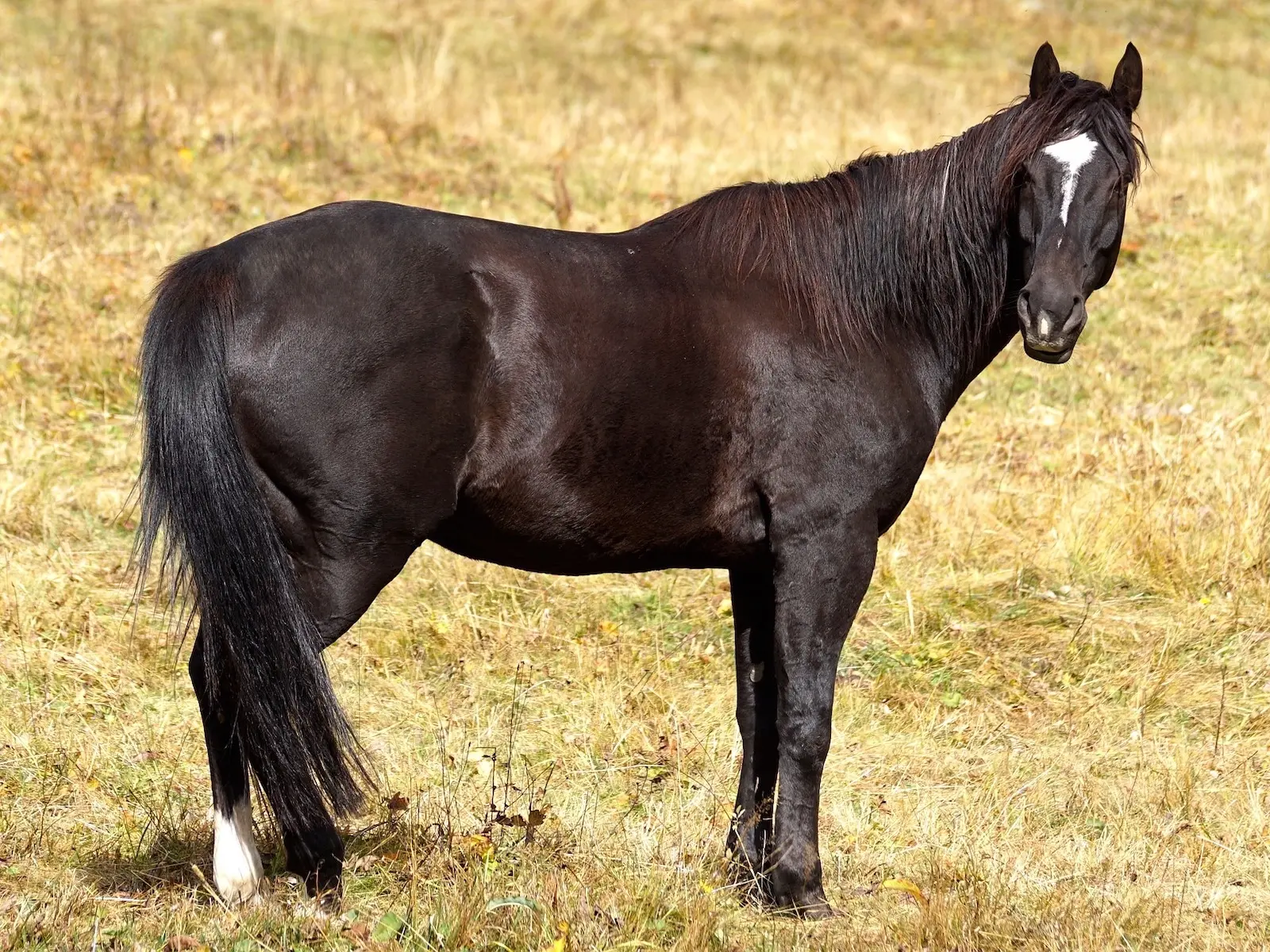 fading black horse