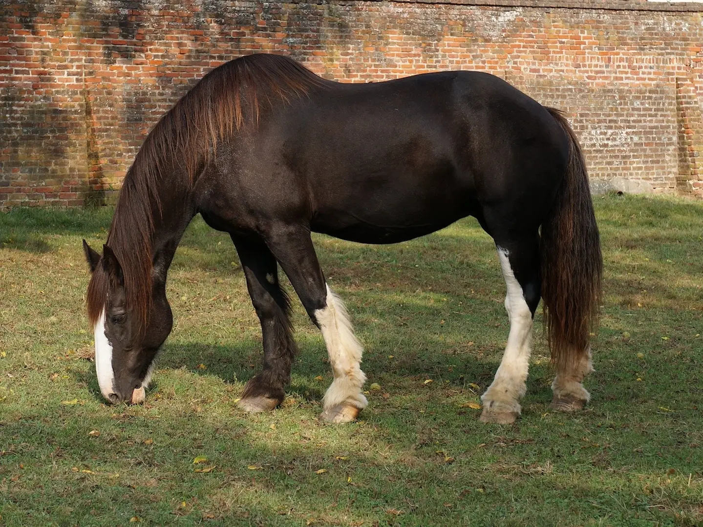 fading black horse