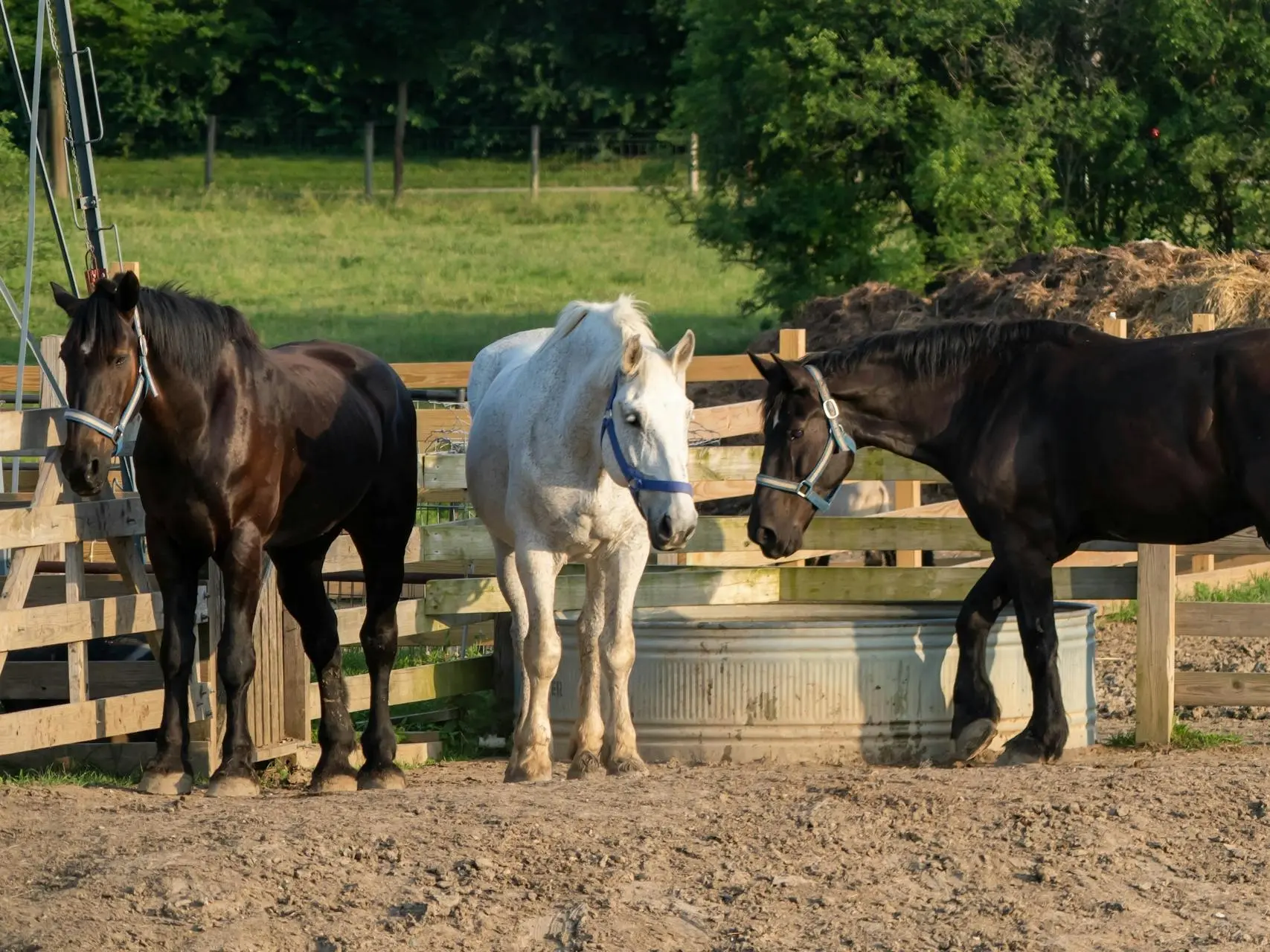 fading black horse