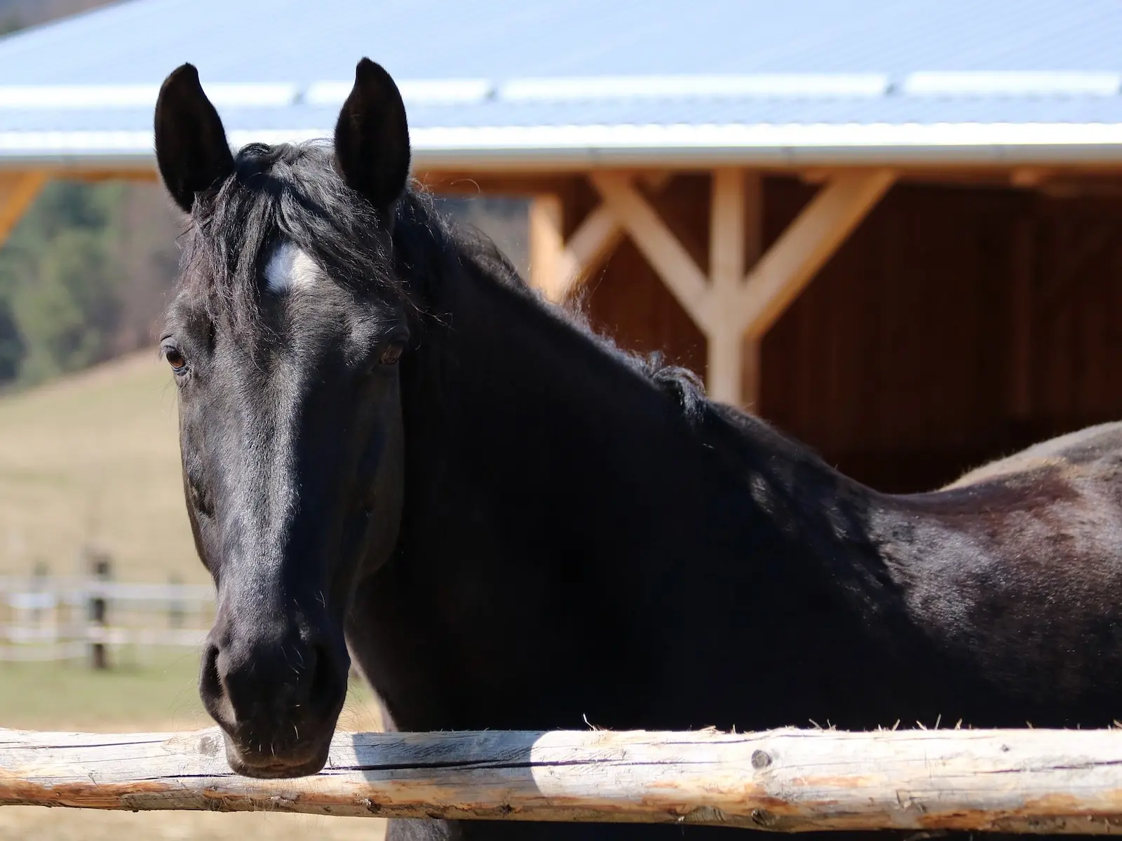 fading black horse