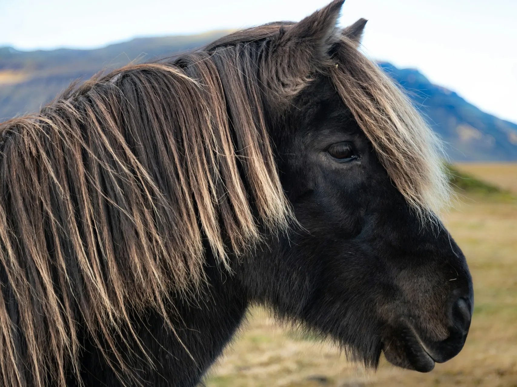 fading black horse