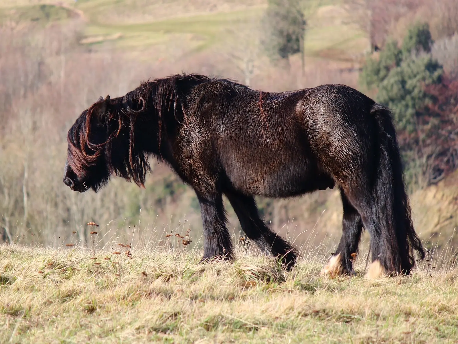 fading black horse