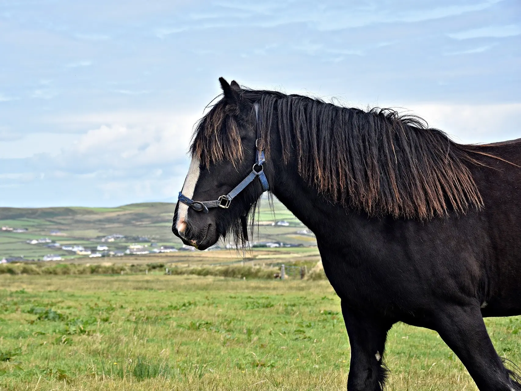 fading black horse