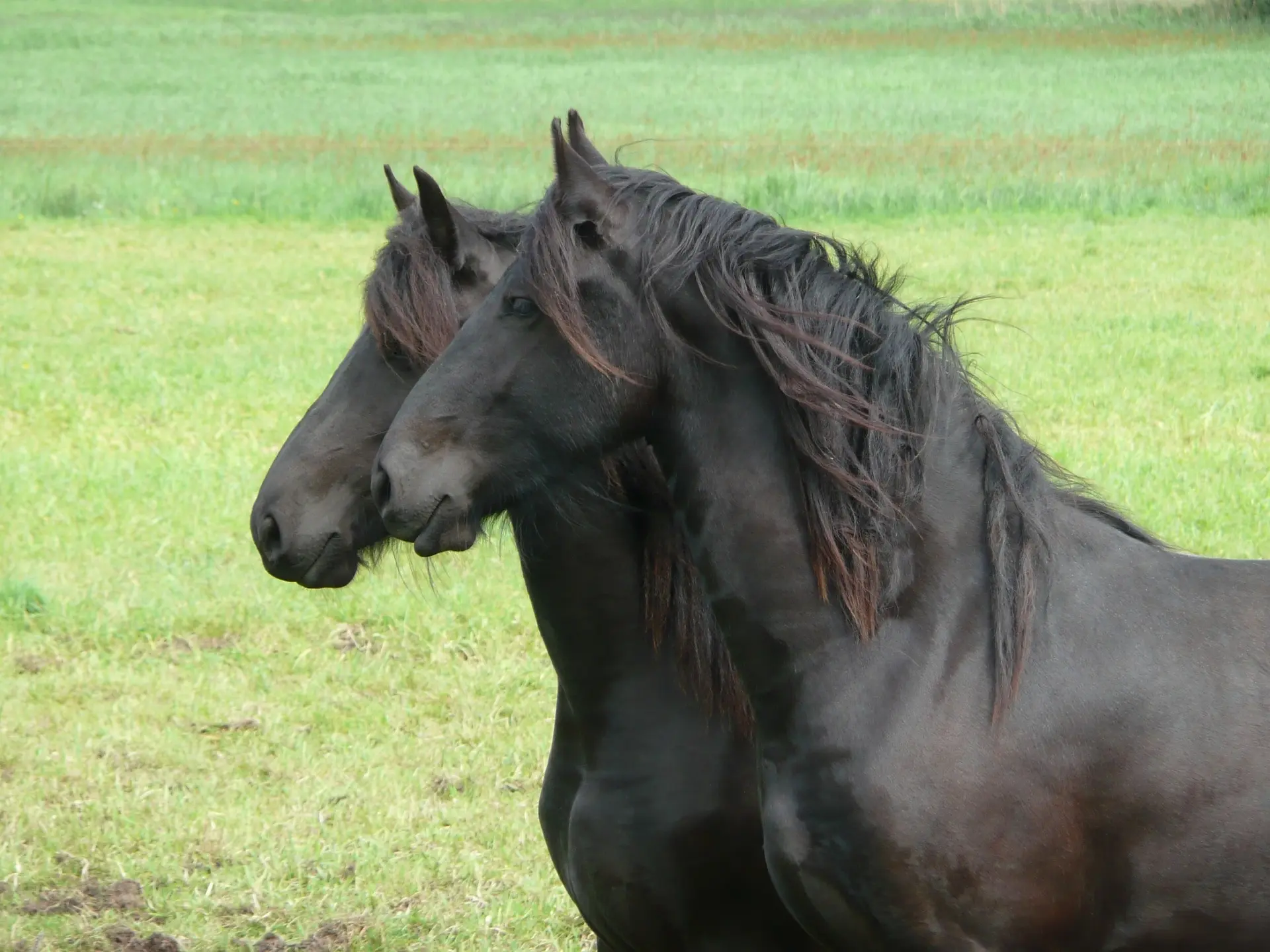 fading black horse