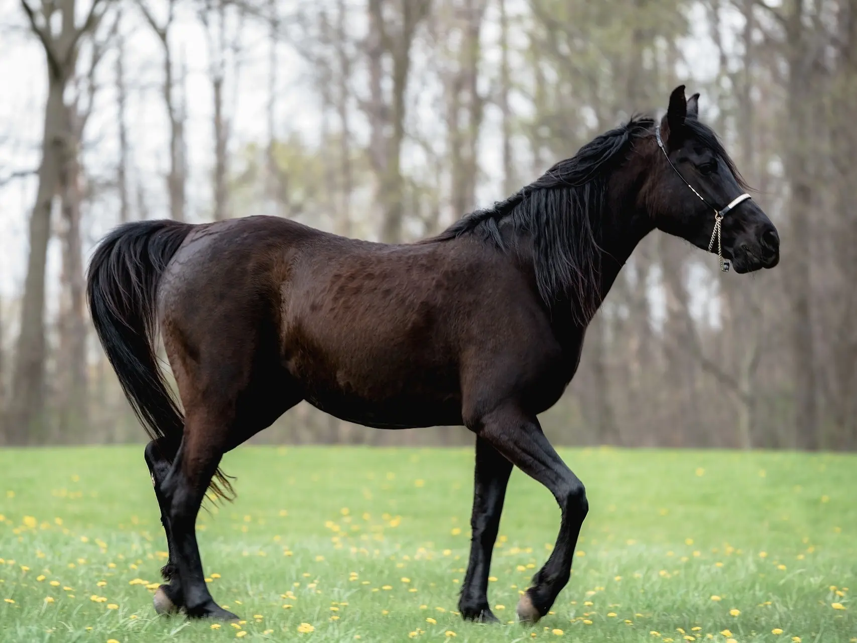 fading black horse