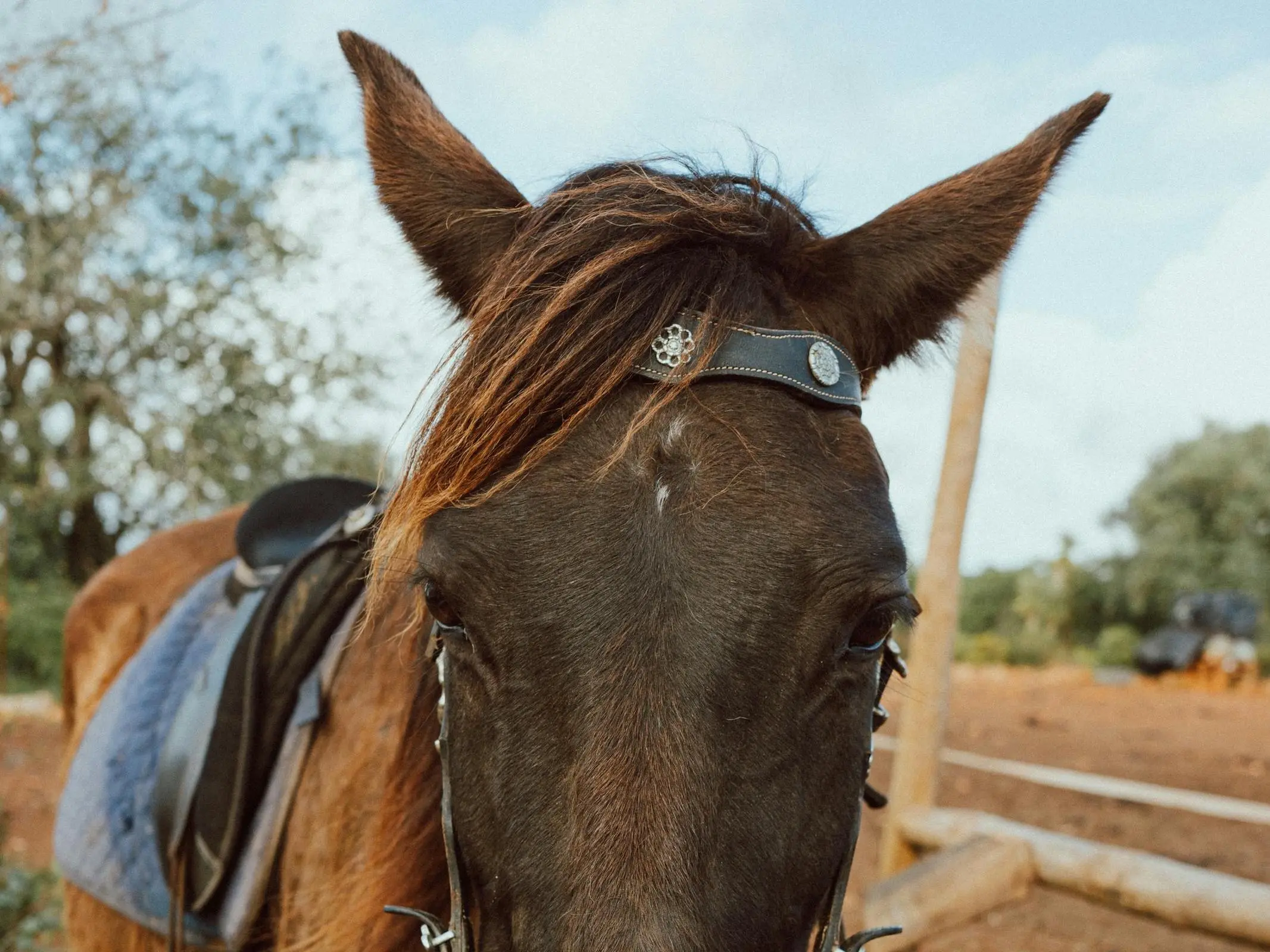 Horse with faint marking